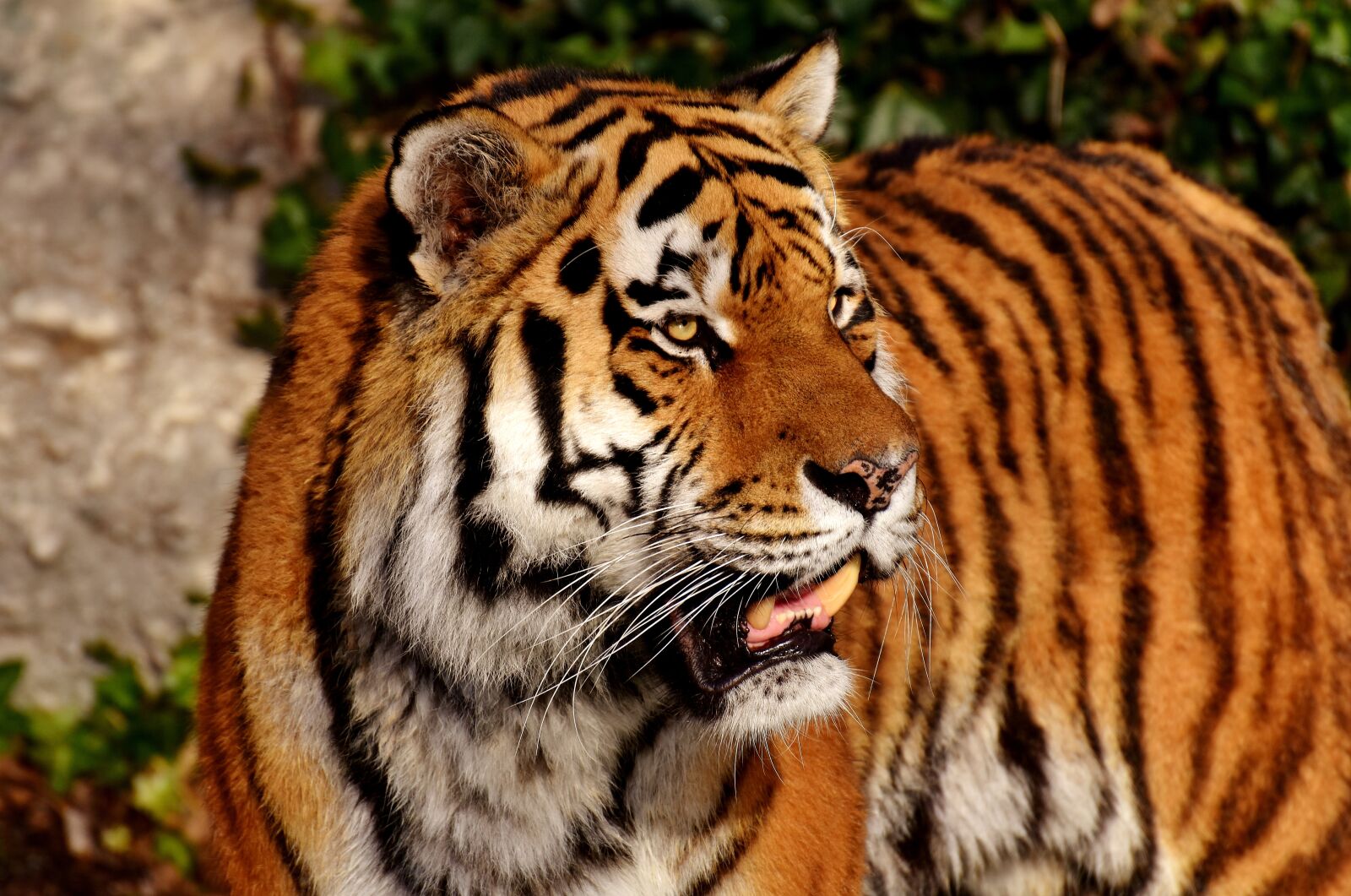 Nikon D7200 sample photo. Tiger, big cat, predator photography