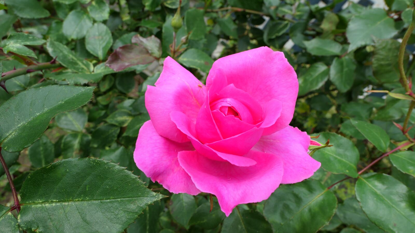 Panasonic Lumix DMC-LX10 (Lumix DMC-LX15) sample photo. Rose, pink, flower photography