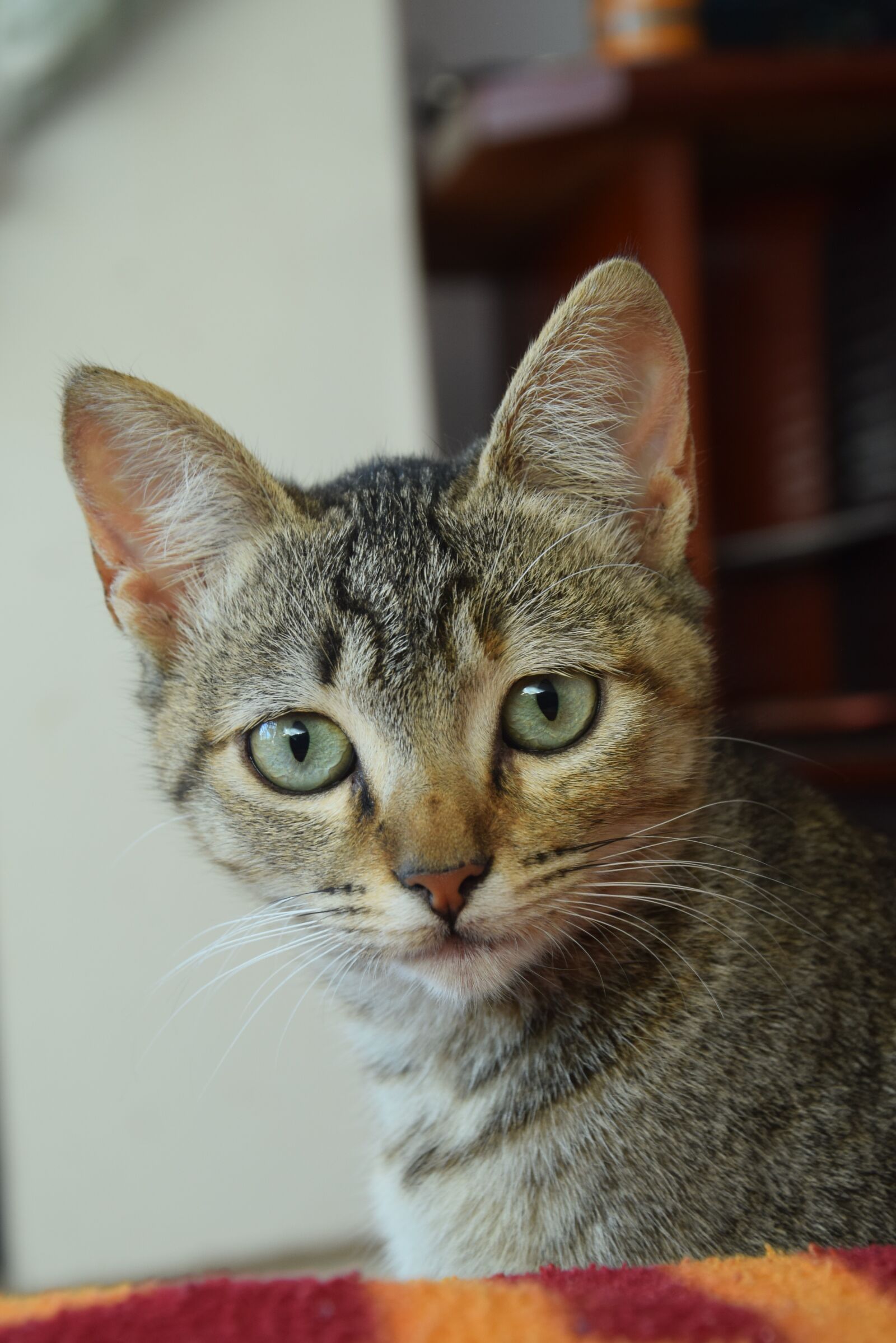 Nikon D3300 sample photo. Gata, home, pet photography