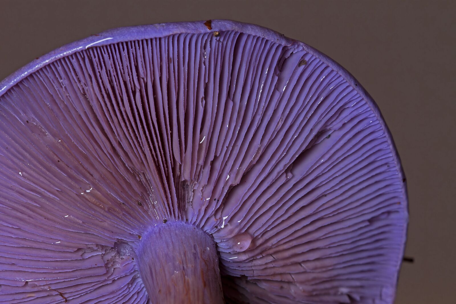 Canon EOS 7D sample photo. Violet r telritterling, mushroom photography