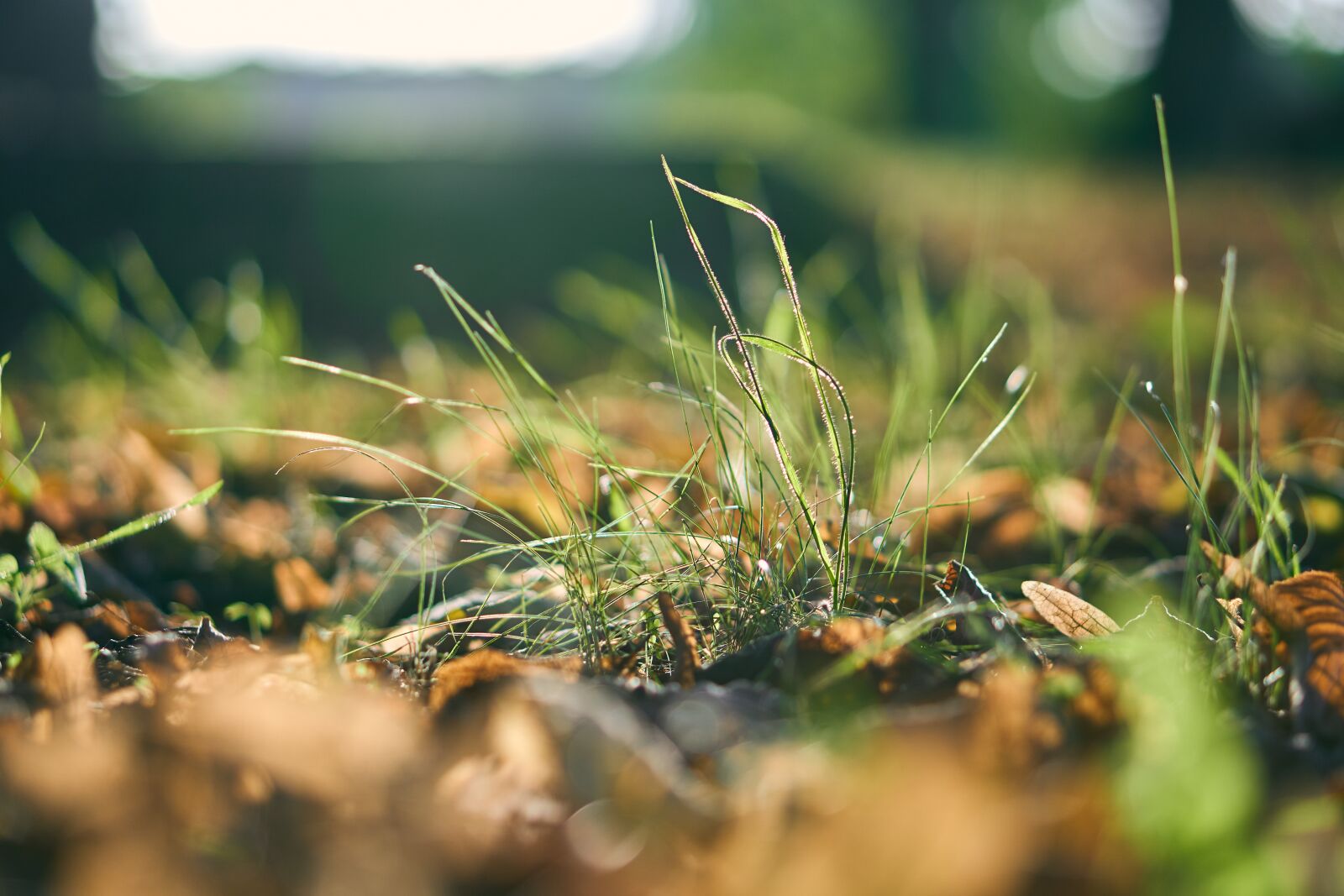 Sony a6400 + Sony E 50mm F1.8 OSS sample photo. Grass, leaves, dew photography