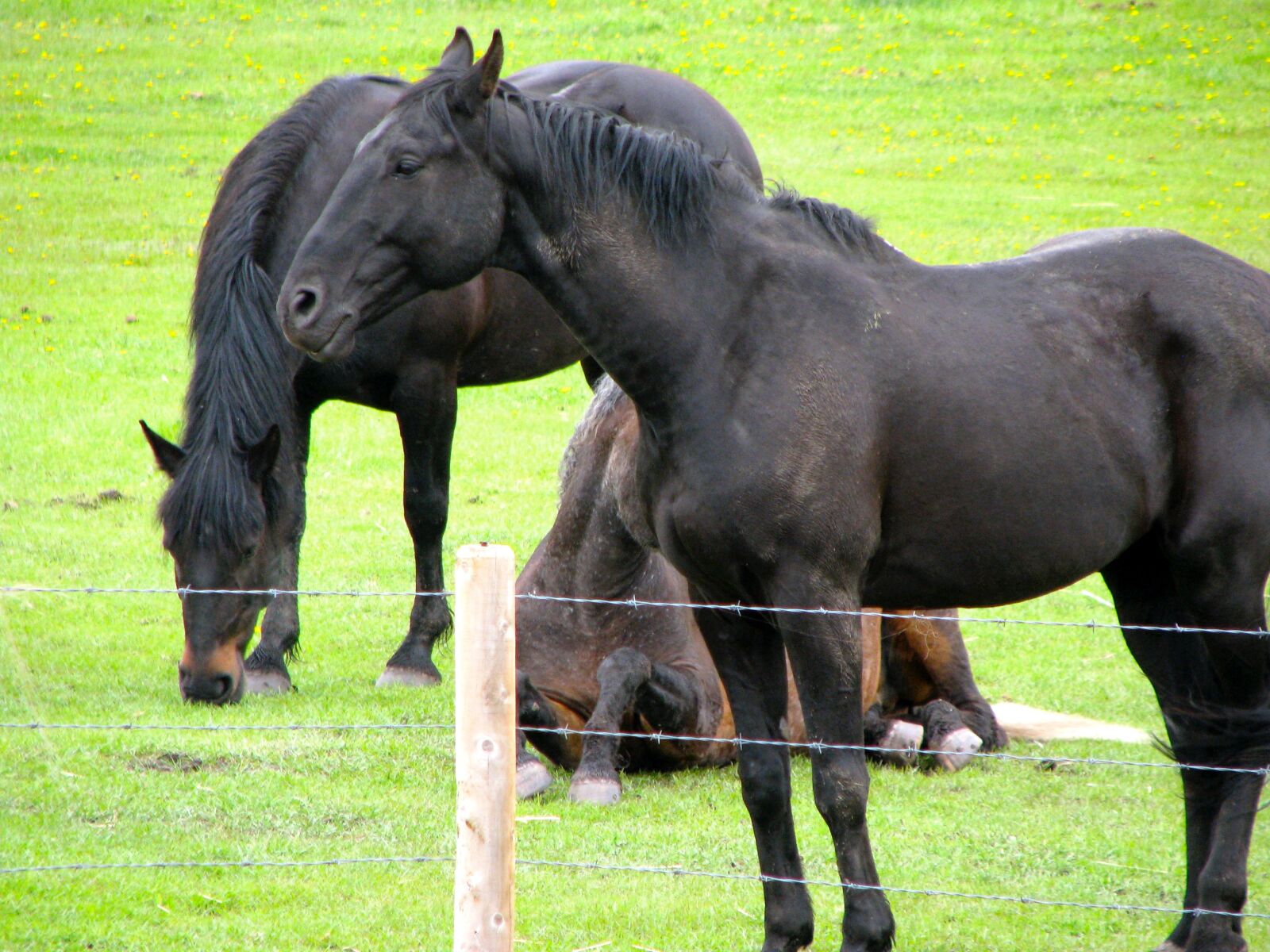 Canon POWERSHOT S5 IS sample photo. Equine, connection photography