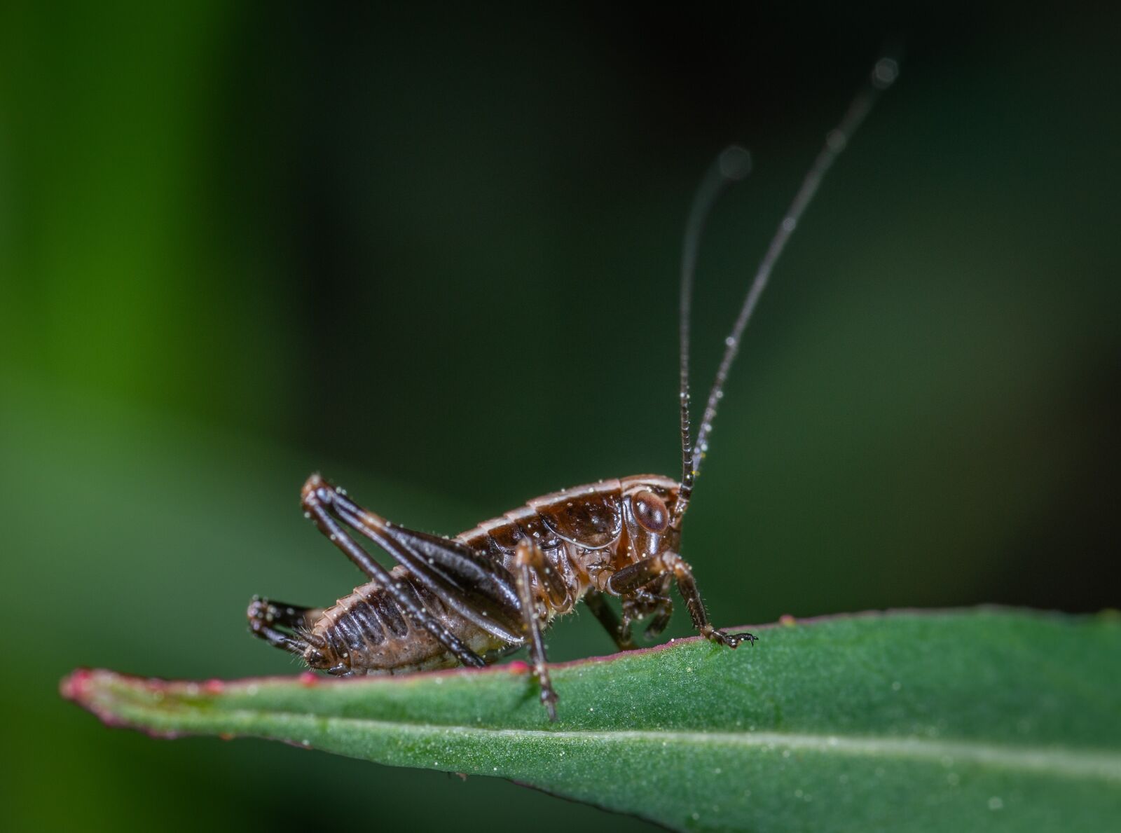 Sony a7R II sample photo. Insect, grasshopper, sheet photography
