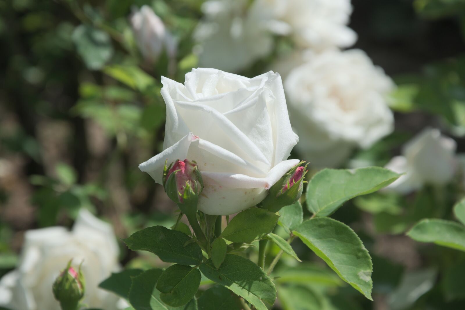 Nikon D3300 sample photo. Rose, white, rose bloom photography