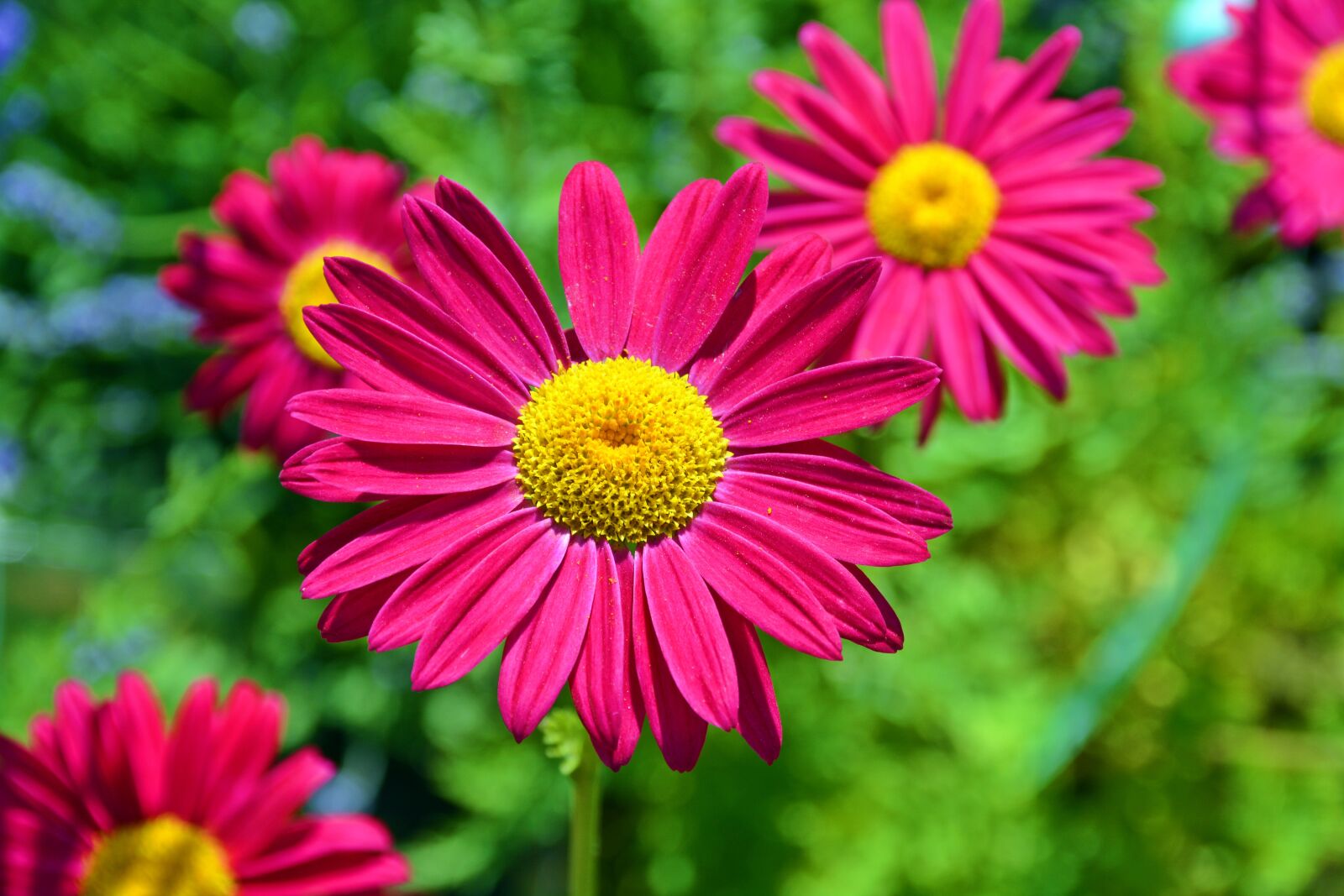 Nikon D5200 sample photo. Flower, magerite, blossom photography