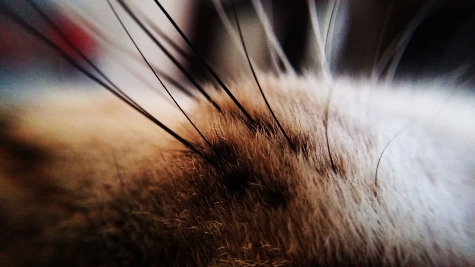 Samsung Galaxy A5 sample photo. Cat photography
