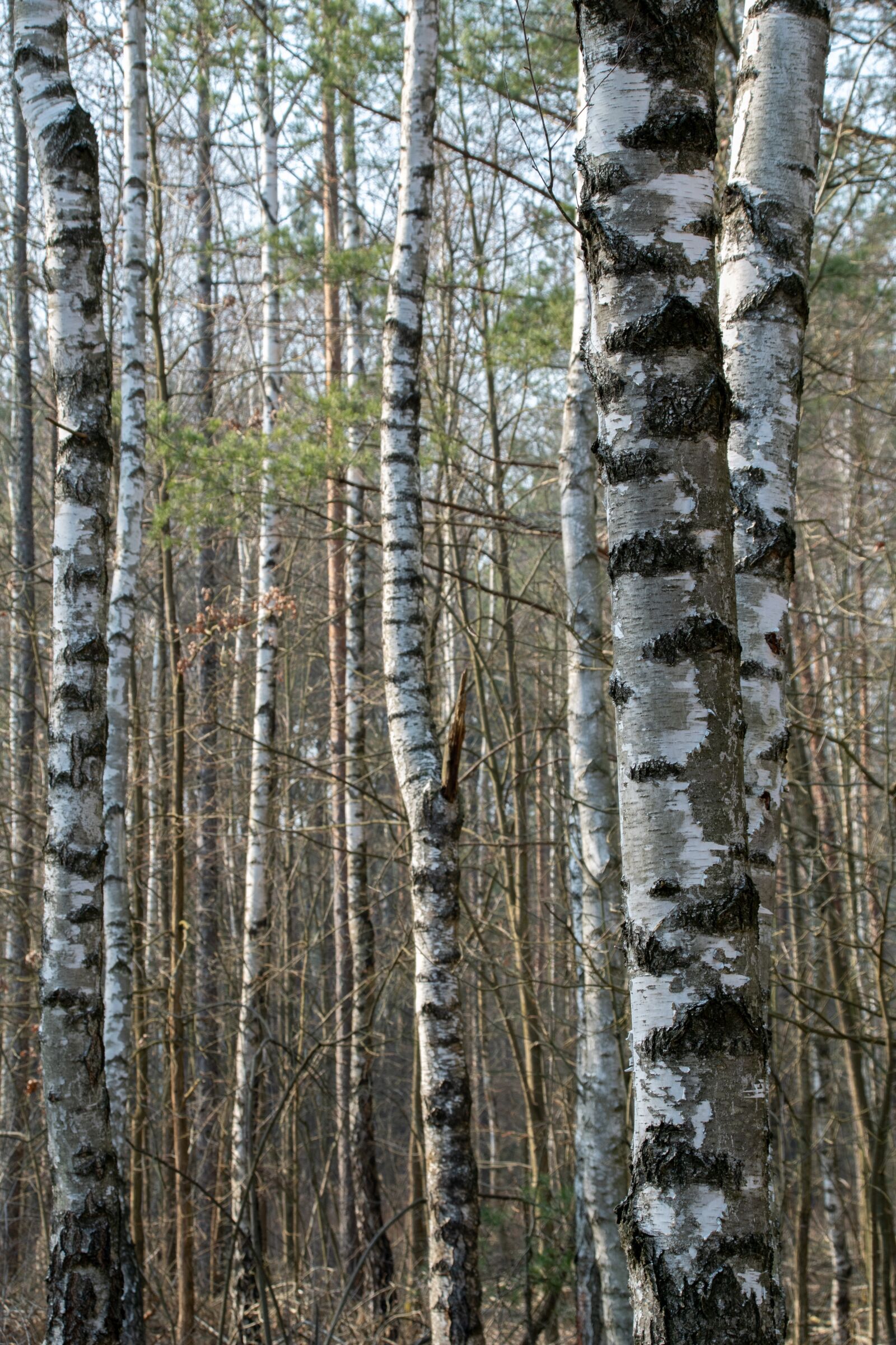 Nikon D500 sample photo. Nature, forest, tree photography