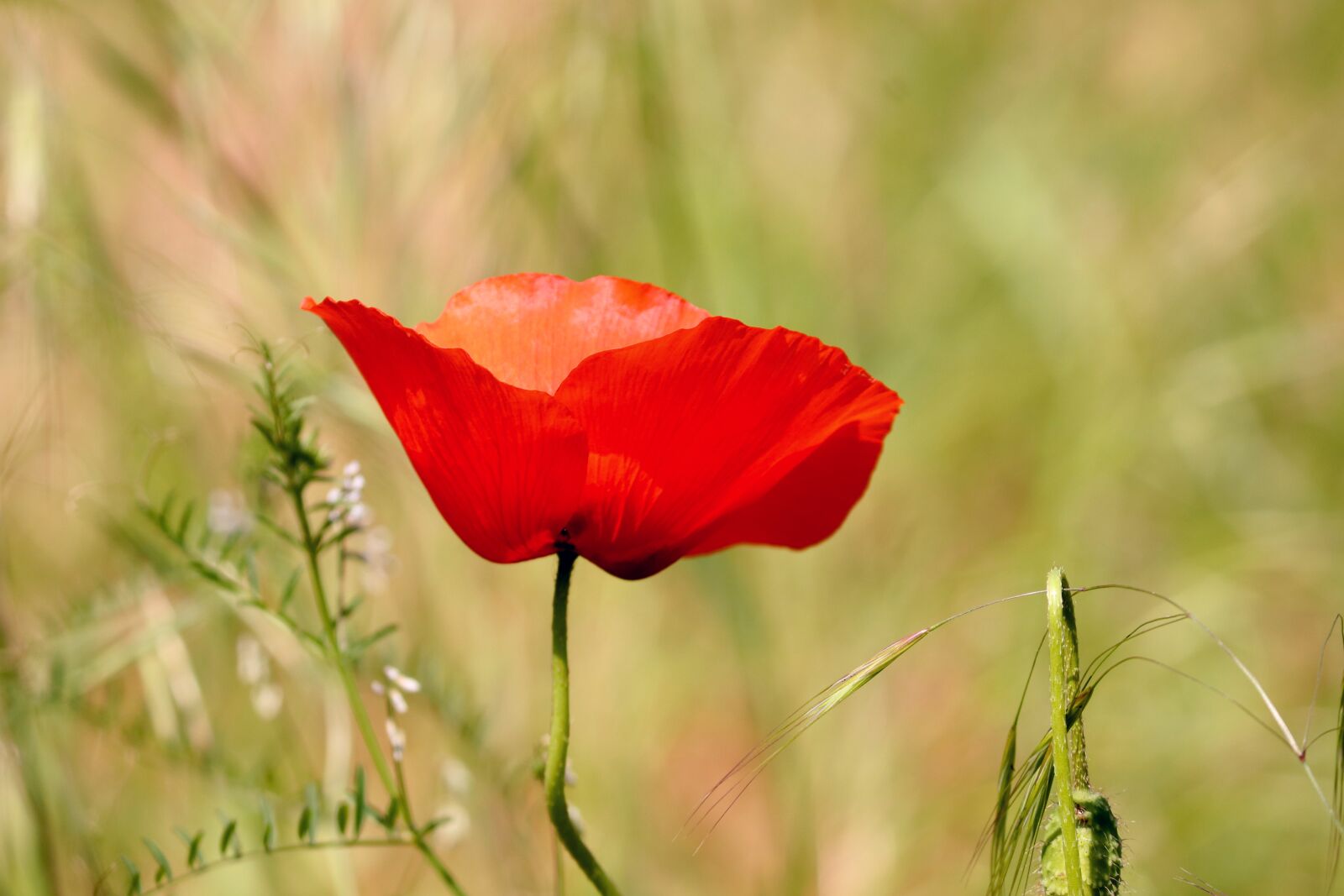 Canon EOS 200D (EOS Rebel SL2 / EOS Kiss X9) sample photo. Poppy, poppy flower, klatschmohn photography