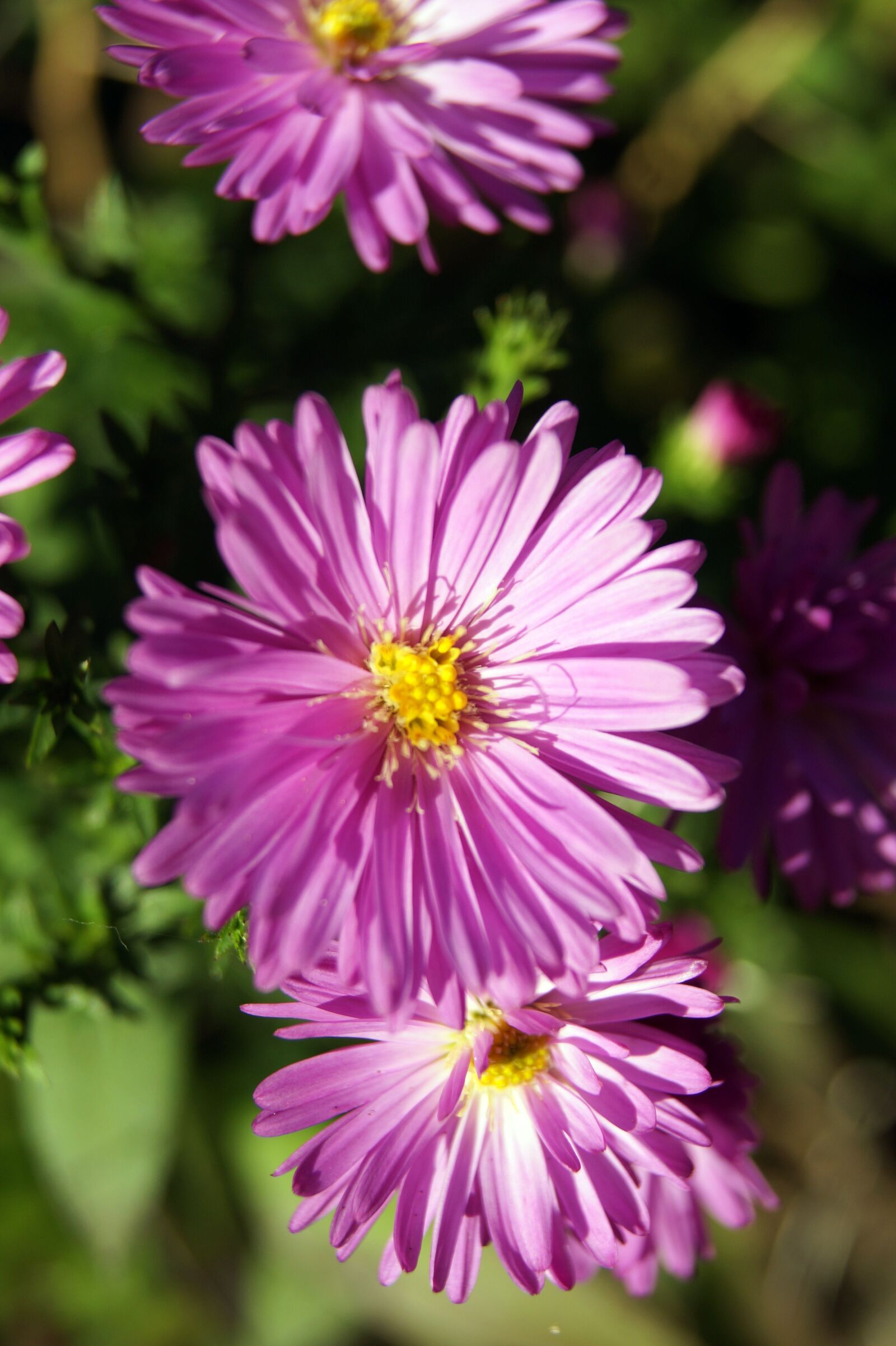Sony DT 18-55mm F3.5-5.6 SAM II sample photo. Flower, nature, blossom photography