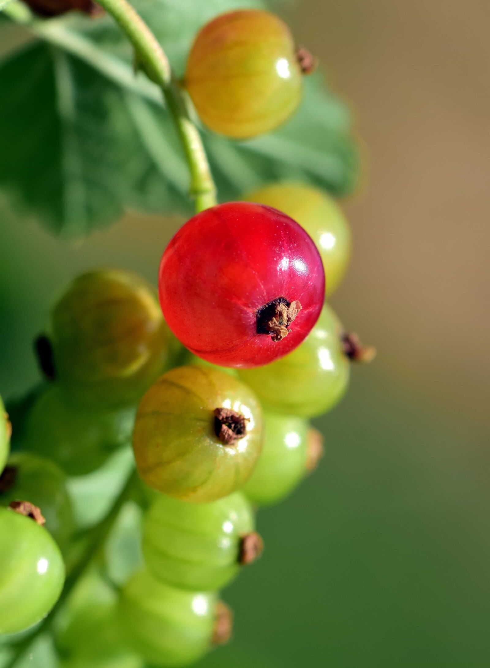 Nikon D3300 sample photo. Berry, fruit, nature, leaf photography