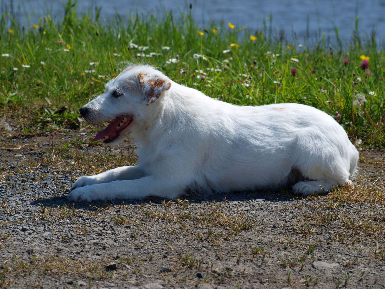 Olympus E-420 (EVOLT E-420) sample photo. Dog, terrier, parson russell photography