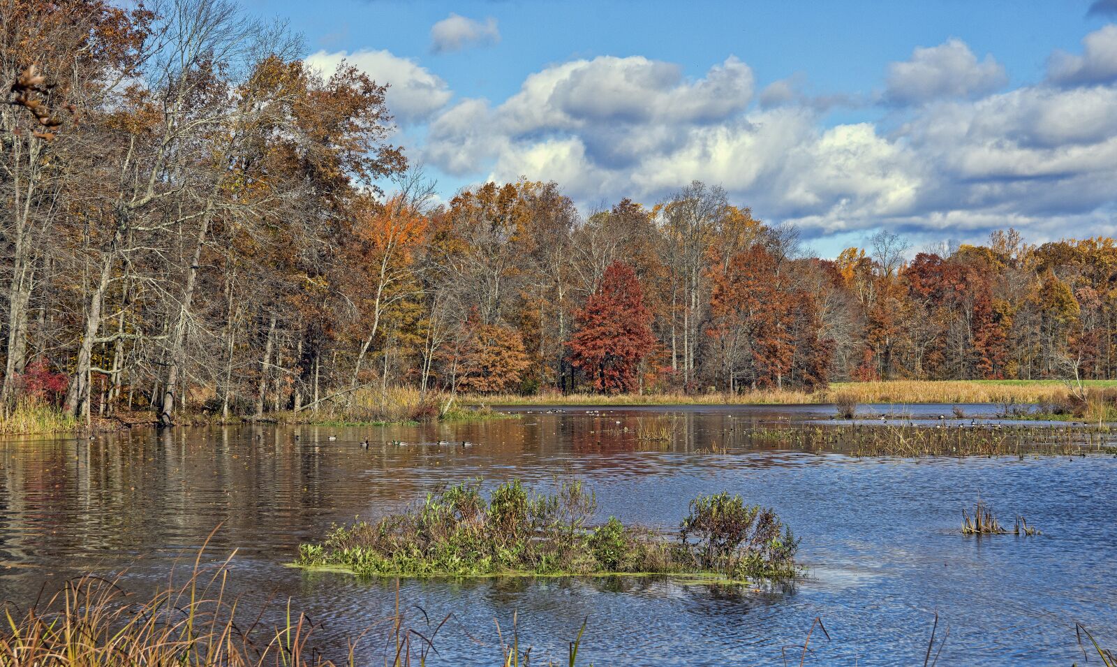 Nikon D7200 sample photo. Great swamp, wildlife, refuge photography