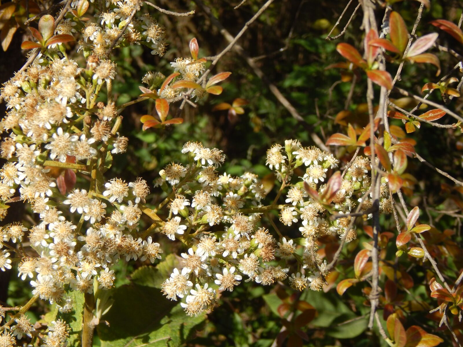 Nikon Coolpix L820 sample photo. Flowers, small flowers, white photography