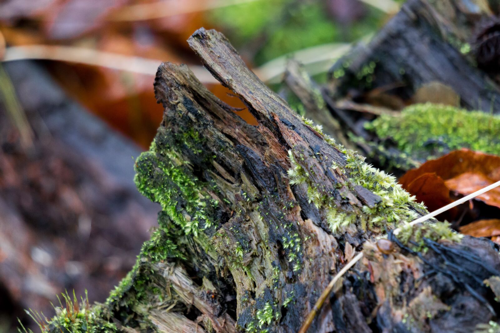 Sony E 55-210mm F4.5-6.3 OSS sample photo. Macro, tree, closeup photography