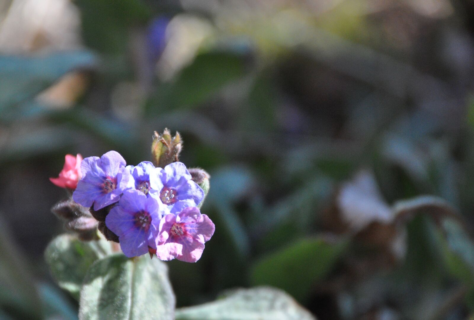 Nikon D90 sample photo. Flower, spring, plant photography