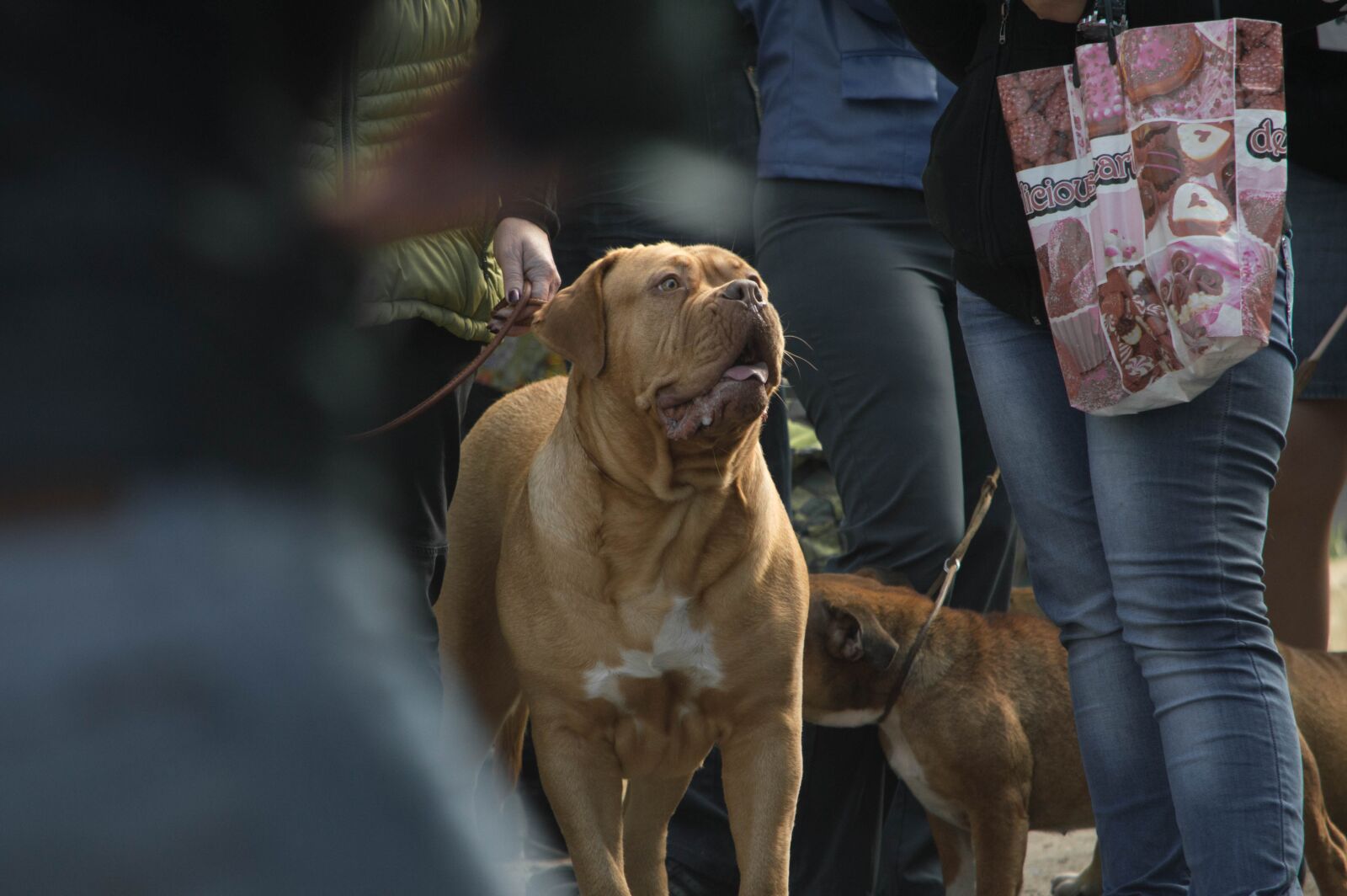 Nikon D3200 sample photo. Dog, pets, red dog photography