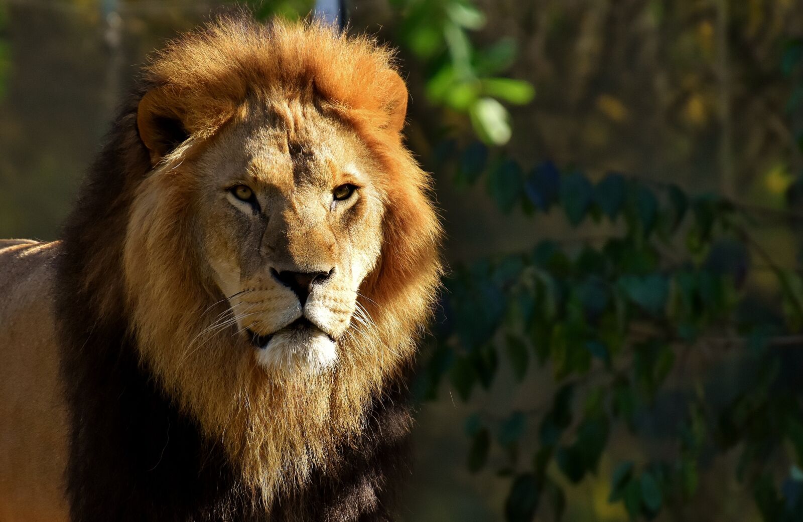 Nikon D7200 sample photo. Lion, predator, dangerous photography