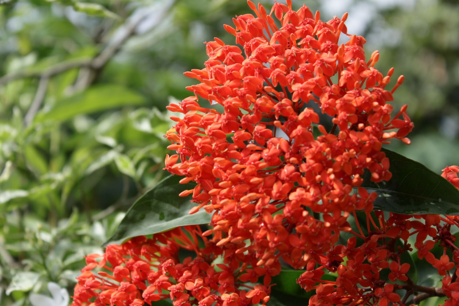 Canon EOS 500D (EOS Rebel T1i / EOS Kiss X3) sample photo. Flowers, red, plant photography