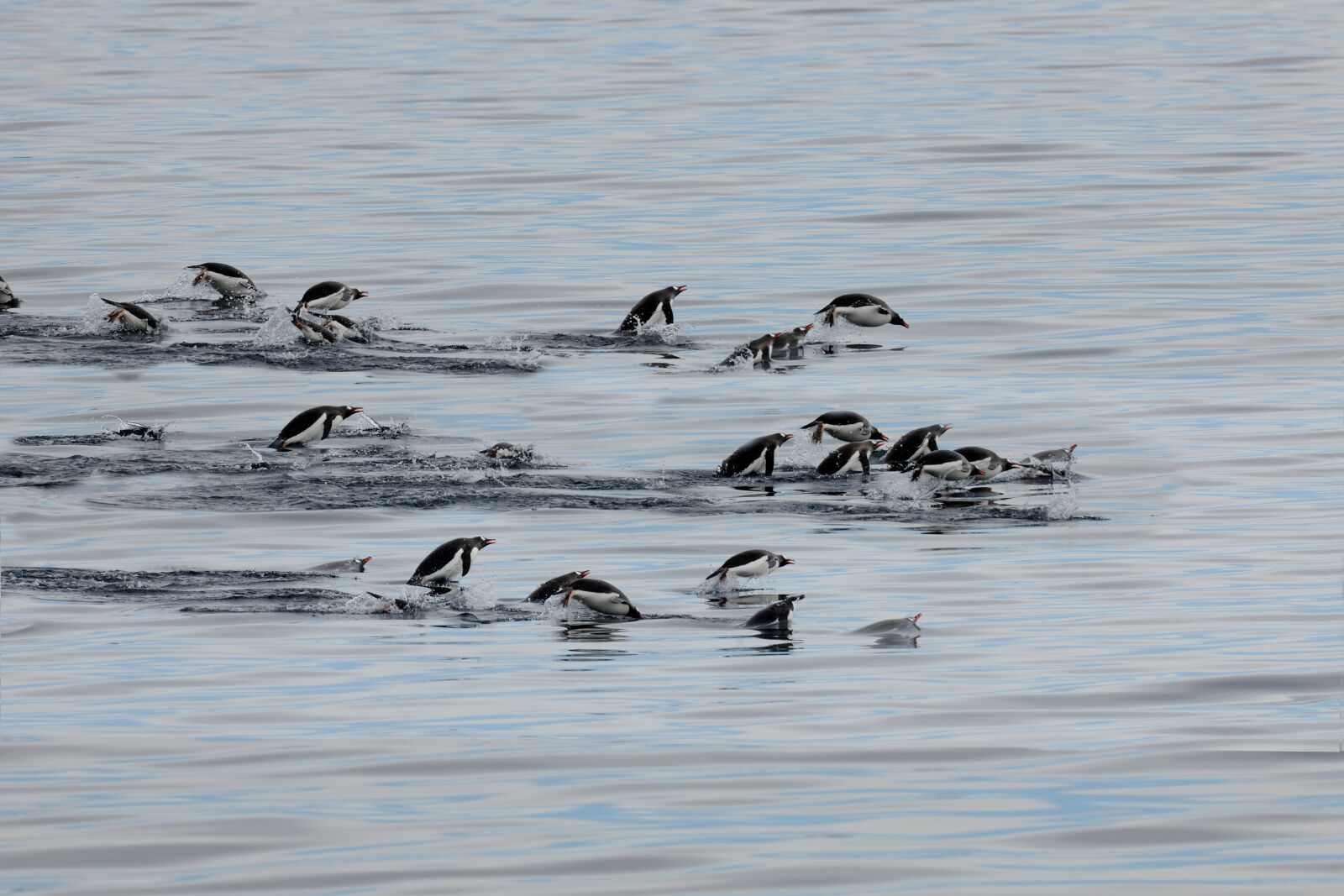 Nikon D3X sample photo. Penguins, antarctica, penguin photography