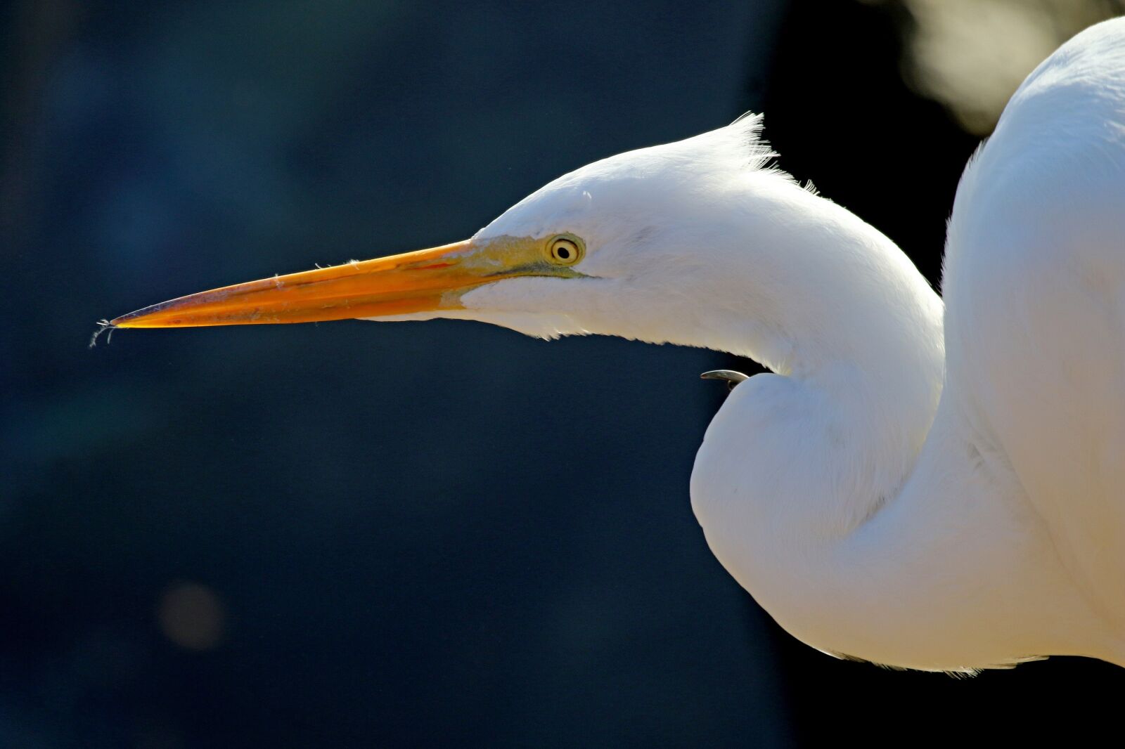 Canon EF 100-400mm F4.5-5.6L IS USM sample photo. Great egret, waterfowl, bird photography