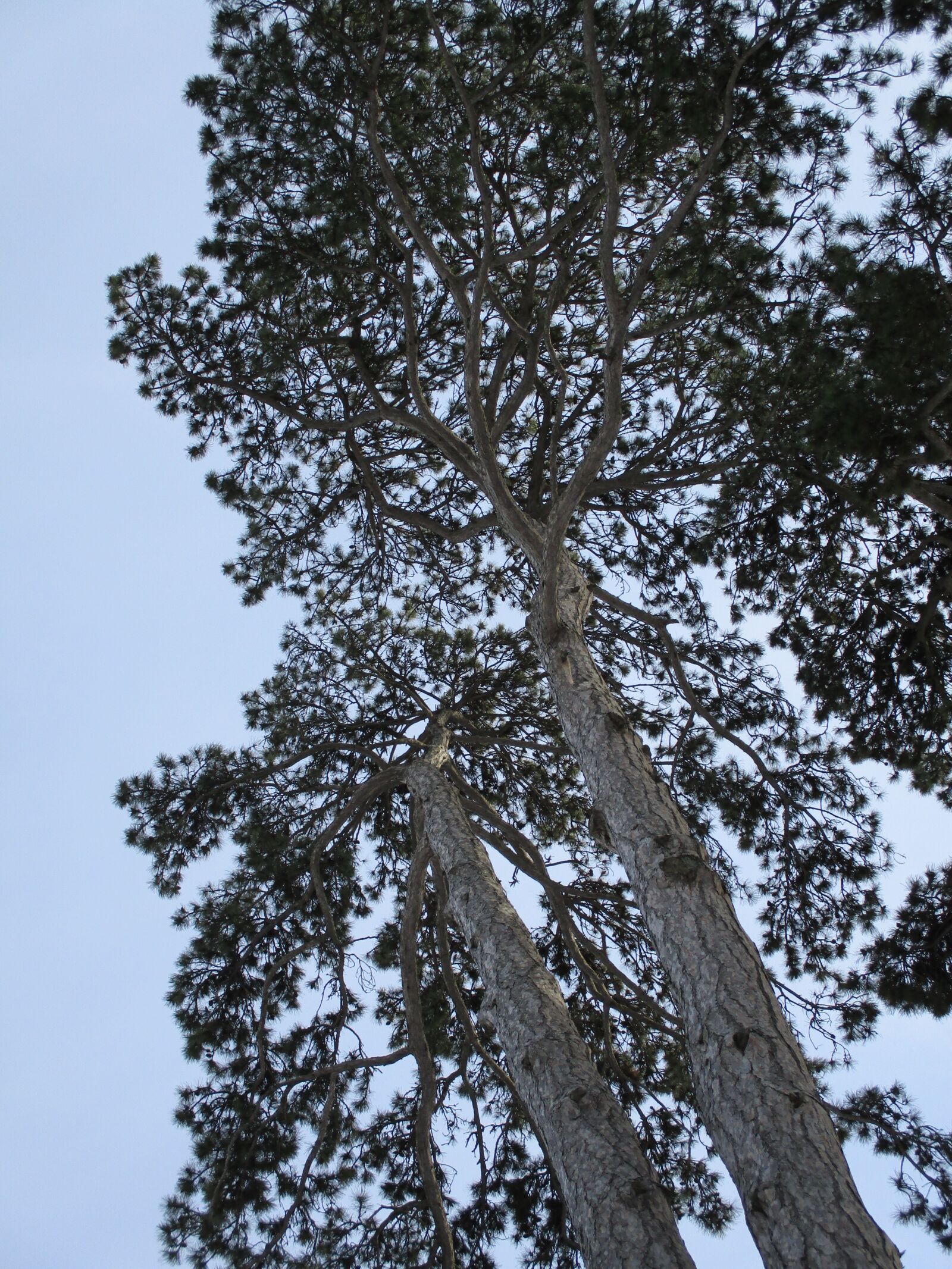 Canon IXUS 185 sample photo. Pine, black pine, tree photography