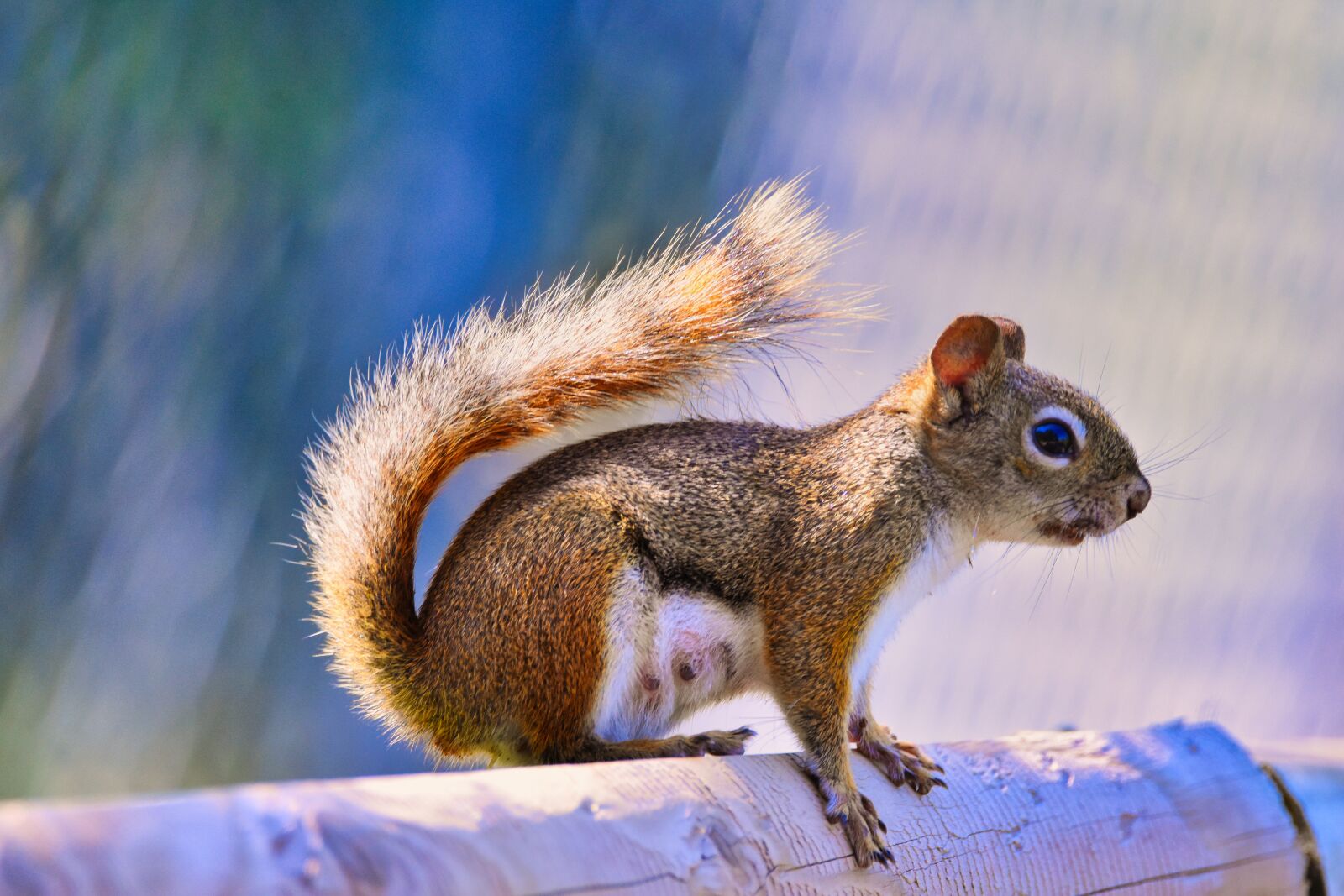 Nikon D3400 sample photo. Squirrel, mammal, animal photography