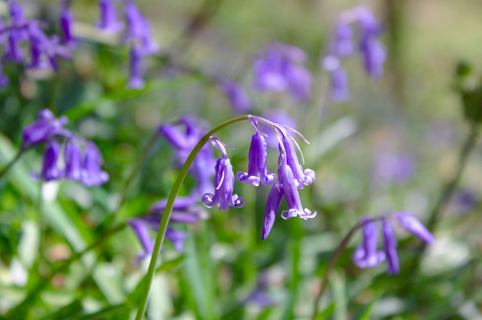 Canon EOS 50D sample photo. Bluebell, spring, flowers photography