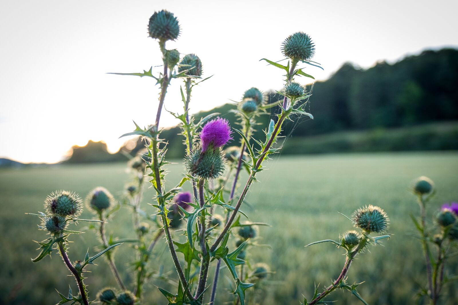 Fujifilm X-T2 sample photo. Thistle, bush, green photography