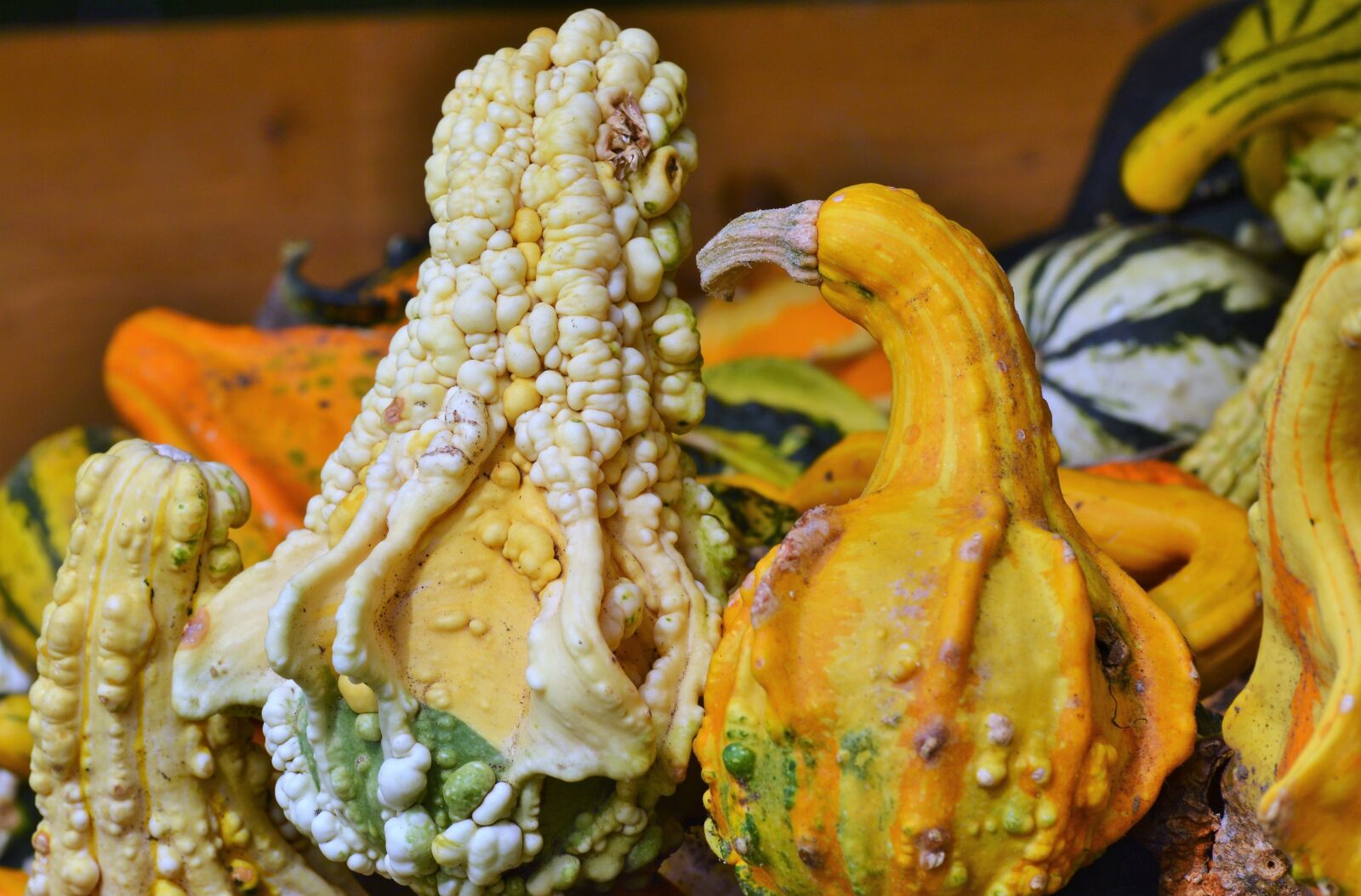 Nikon D3200 sample photo. Pumpkin, fruit, orange photography