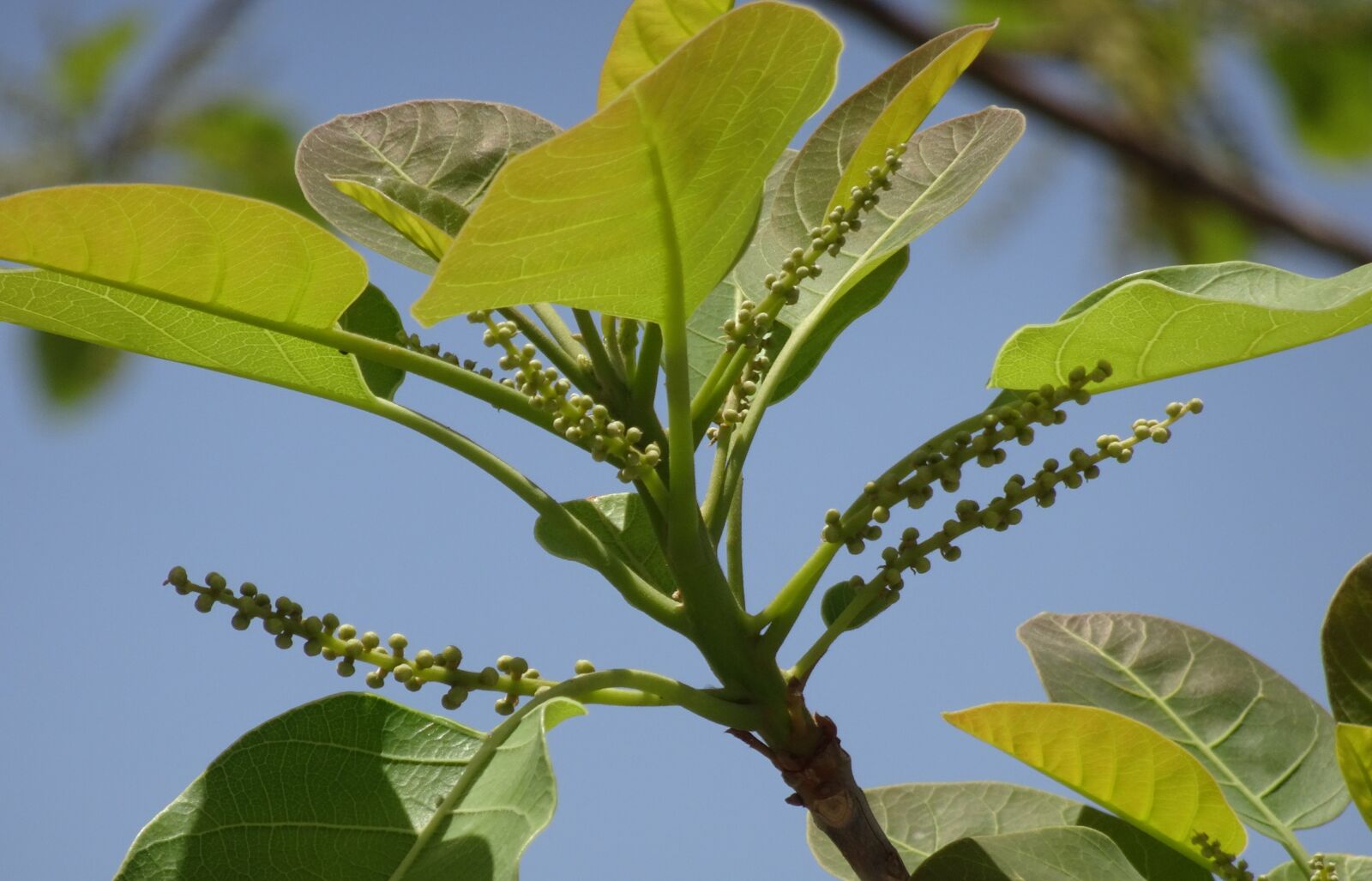 Sony Cyber-shot DSC-HX90V sample photo. Plant, terminalia bellirica, bahera photography