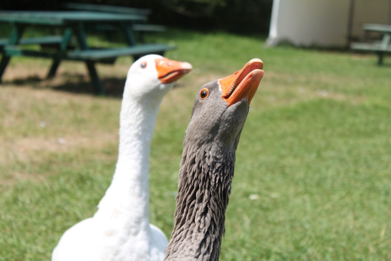 Canon EOS 500D (EOS Rebel T1i / EOS Kiss X3) sample photo. Goose, geese, attraction photography