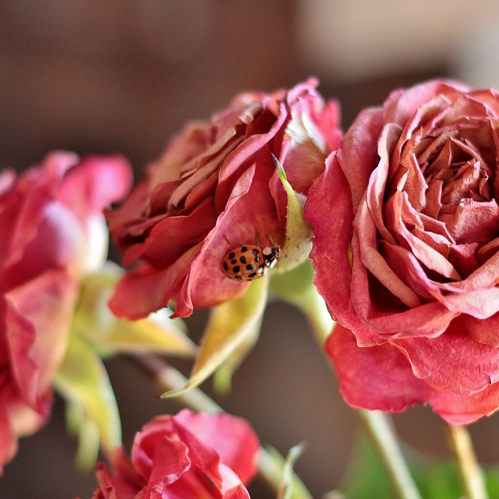 Canon EOS 450D (EOS Rebel XSi / EOS Kiss X2) sample photo. Rose, ladybug, plant photography