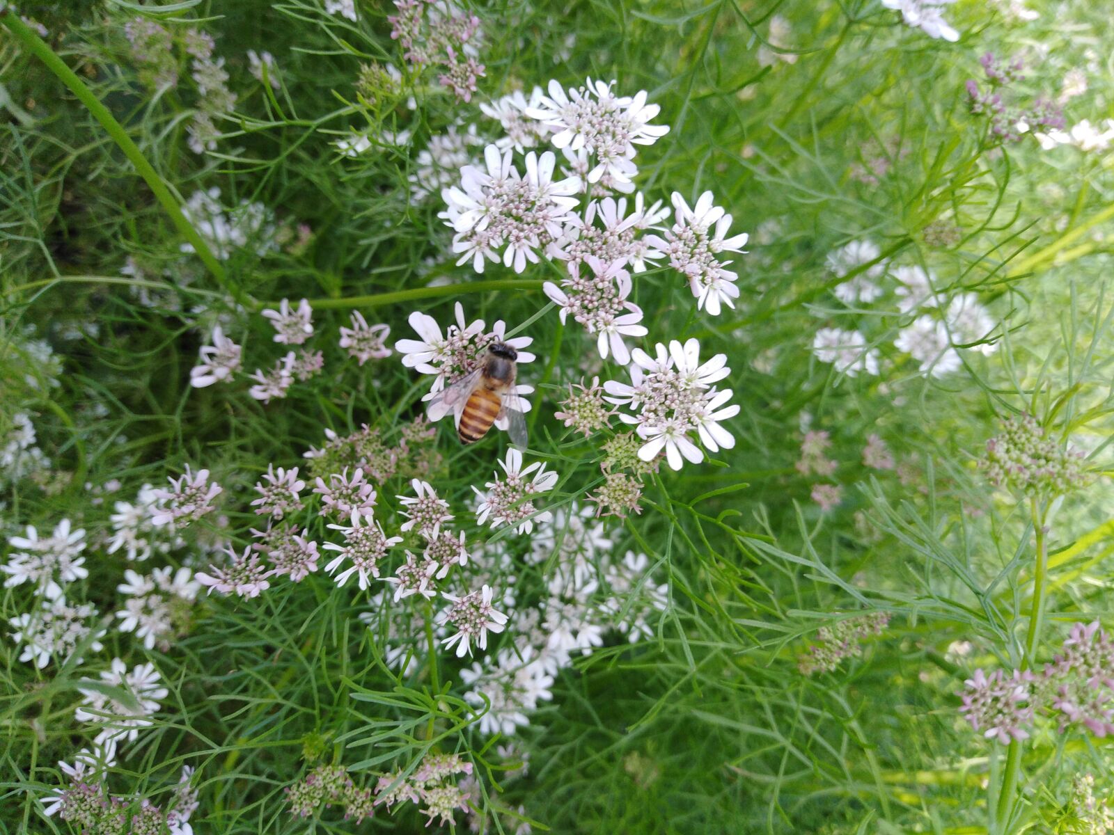 HUAWEI Y6 PRIME 2018 sample photo. Flower, nature, beauty photography