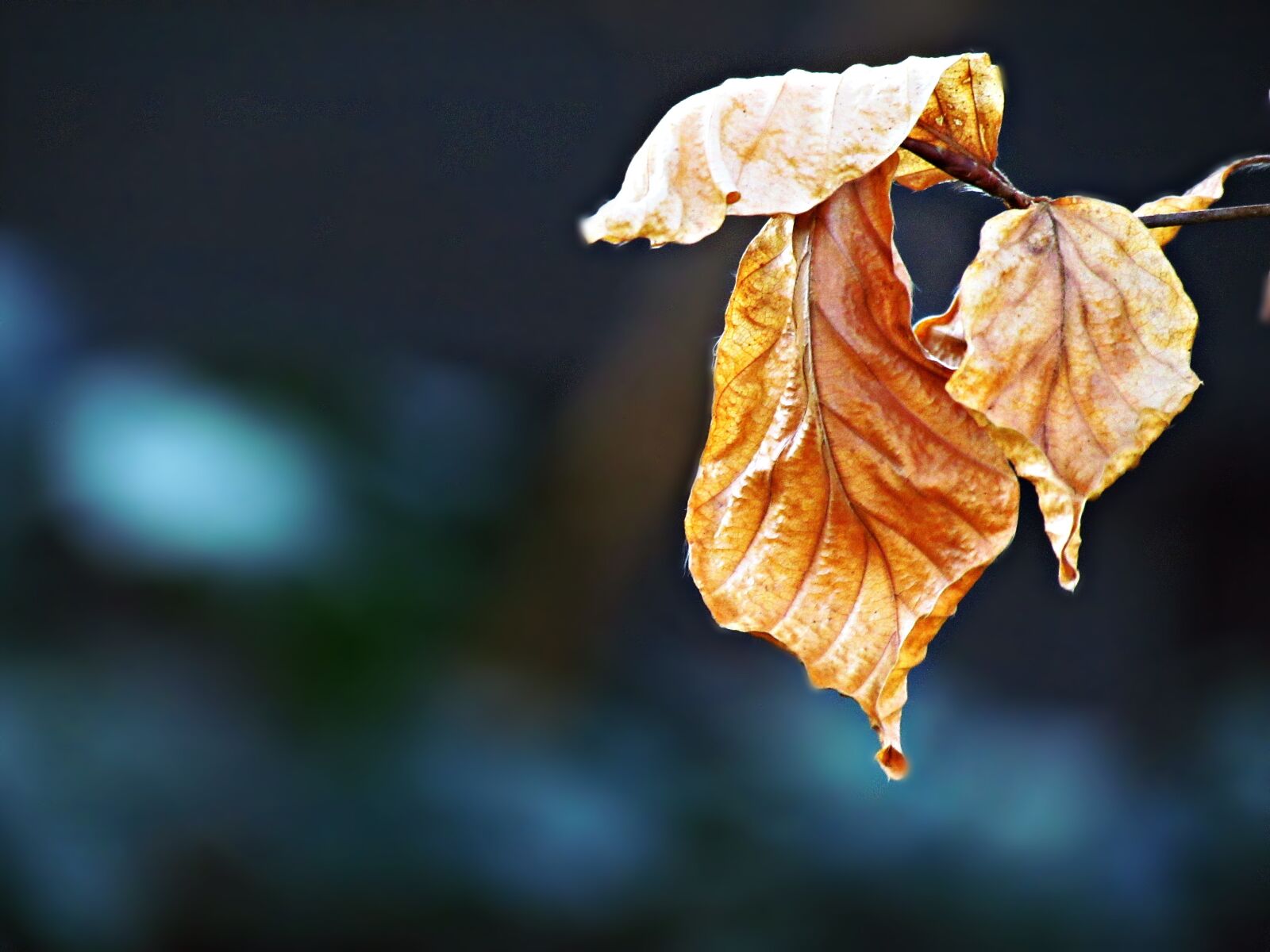 Canon PowerShot SX30 IS sample photo. Foliage, autumn, yellow leaves photography