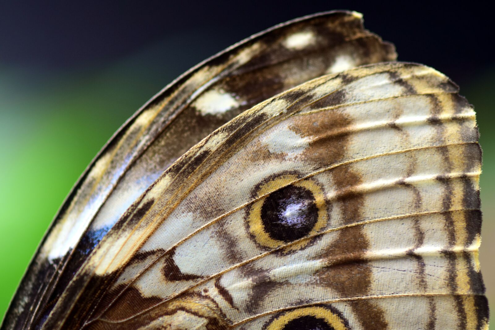 Nikon D3300 sample photo. Blue morphofalter, morpho peleides photography