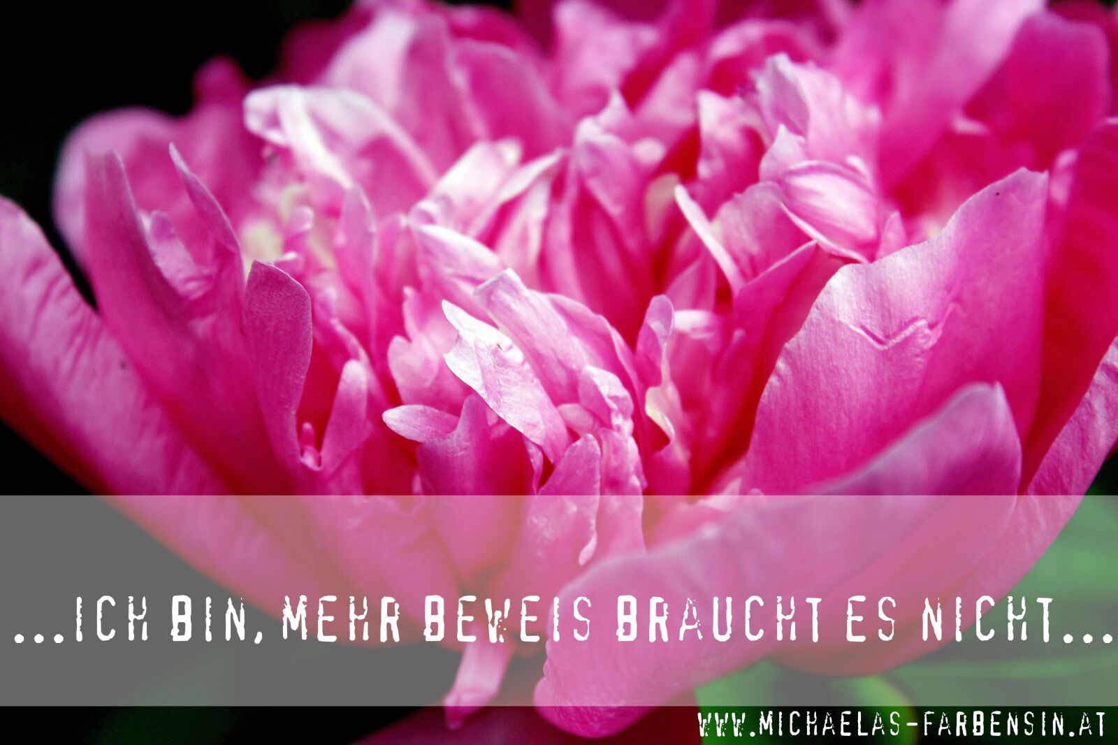 Canon EOS 650D (EOS Rebel T4i / EOS Kiss X6i) sample photo. Life motto, peony, wisdom photography