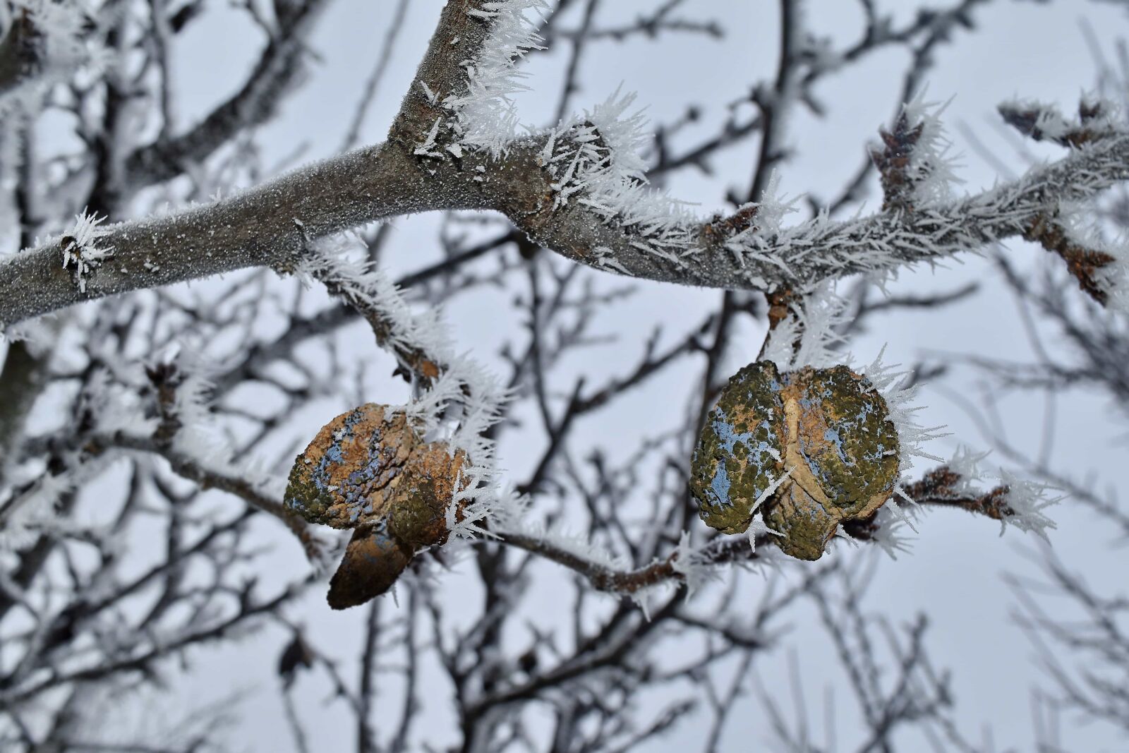 Nikon D5500 sample photo. Cold, dry, frost, frozen photography