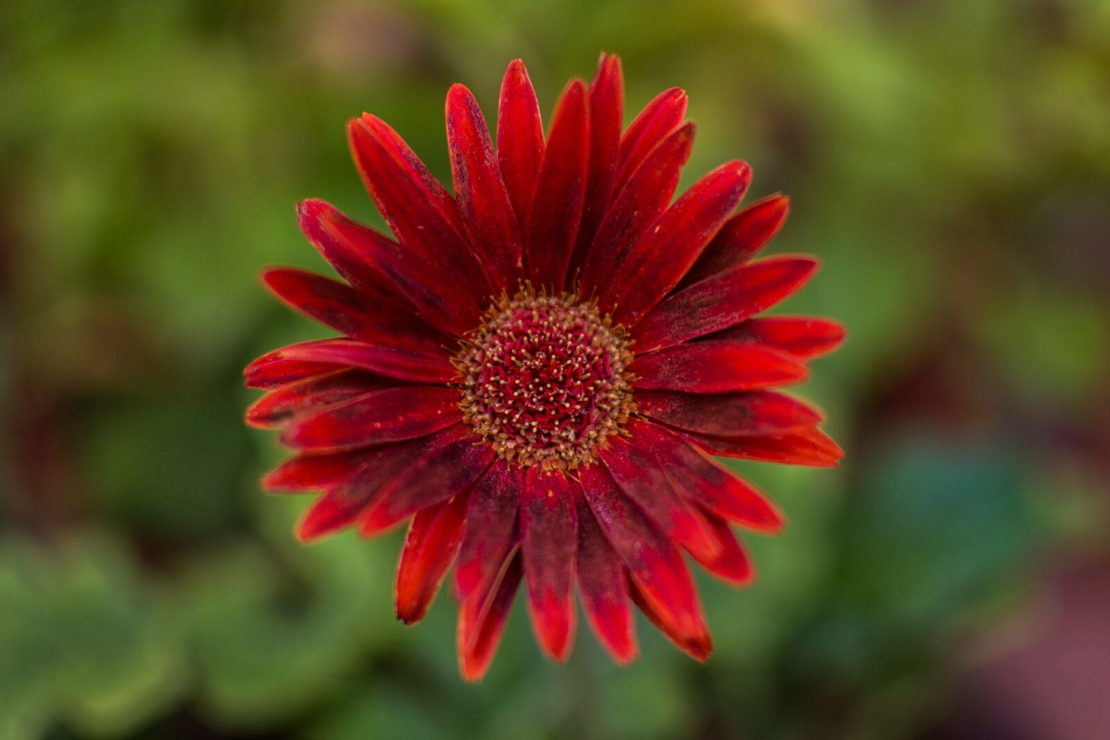 Nikon D7100 sample photo. Flower, field, summer photography