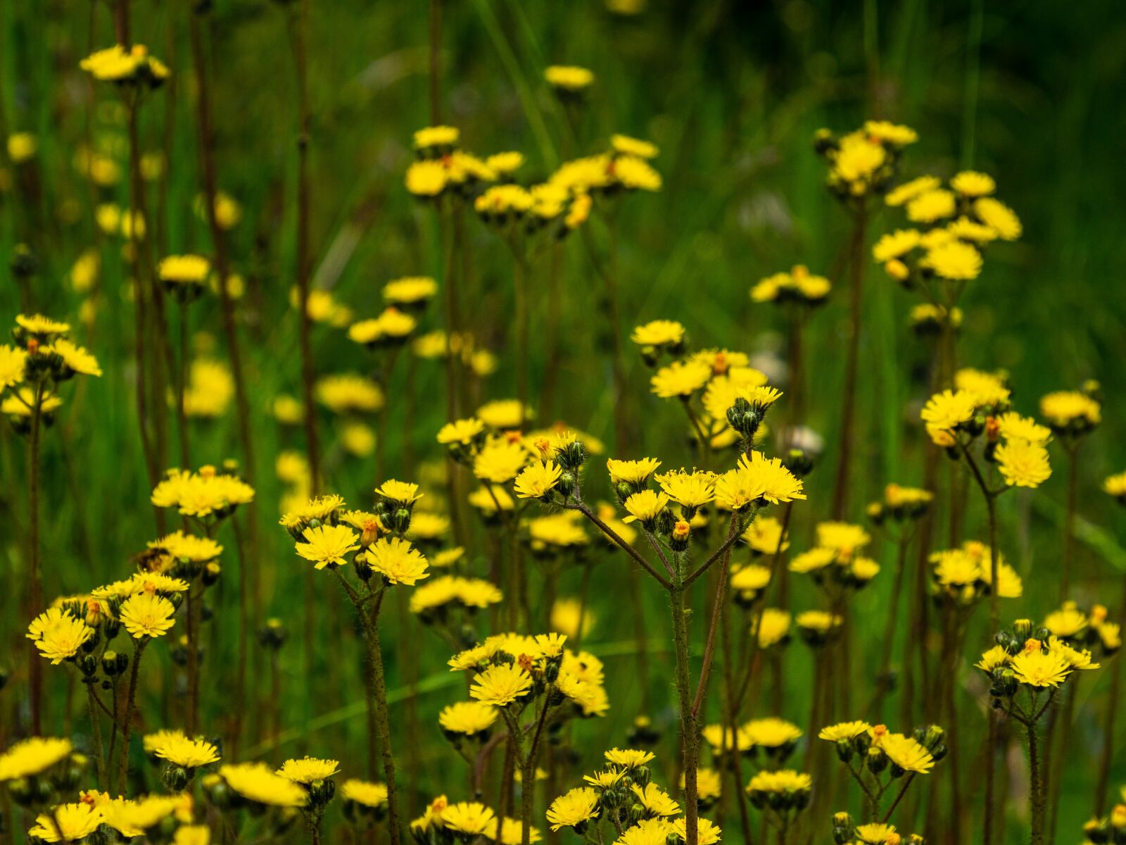Olympus M.Zuiko Digital ED 12-200mm F3.5-6.3 sample photo. Meadow, yellow, flower photography