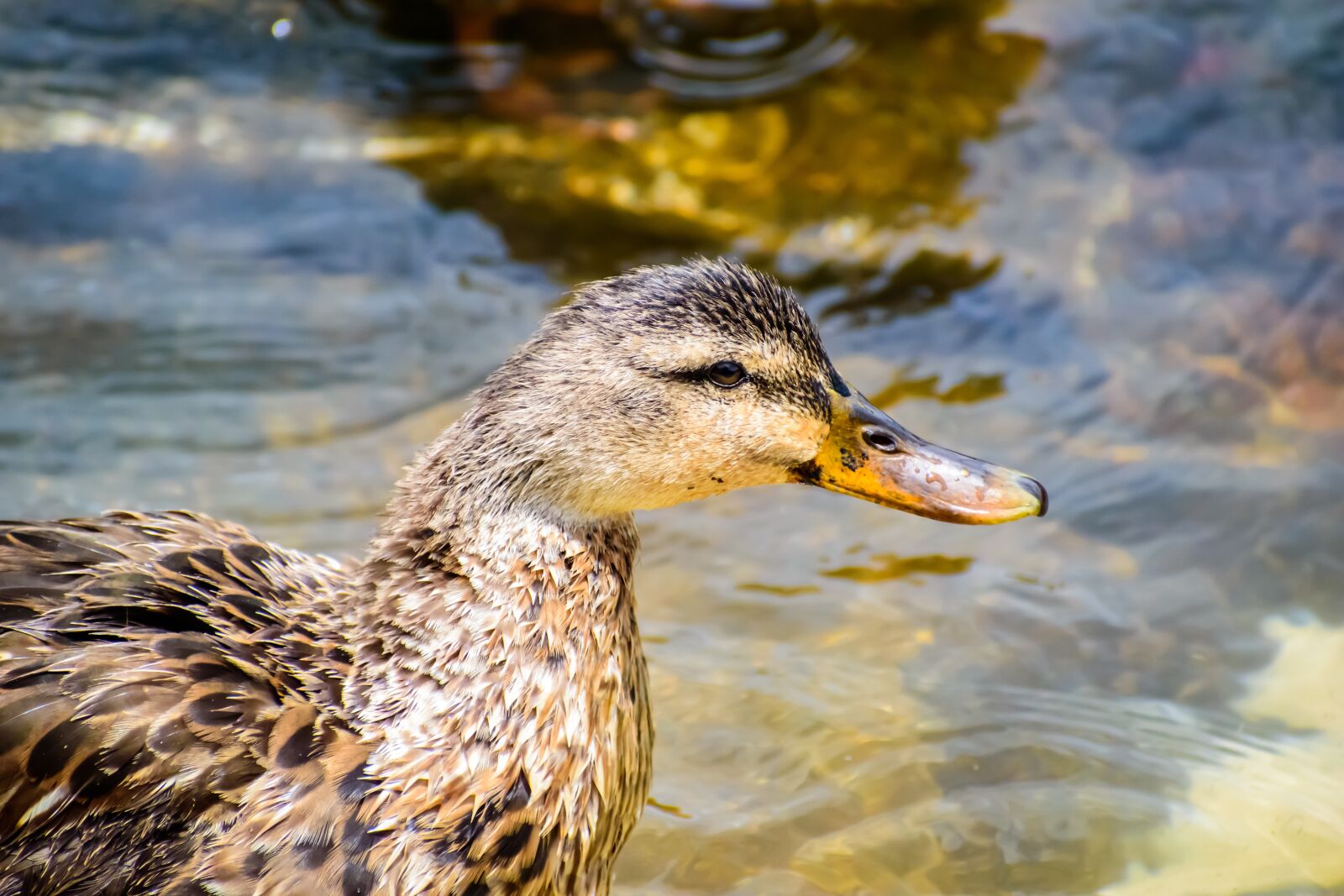 Nikon D3500 sample photo. Duck, water, bird photography