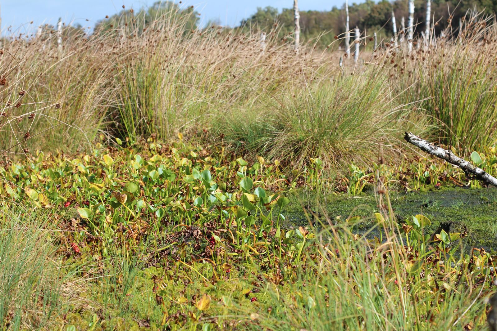 Canon EOS 600D (Rebel EOS T3i / EOS Kiss X5) + Canon EF 50mm F1.4 USM sample photo. Marsh, swamp, moor photography