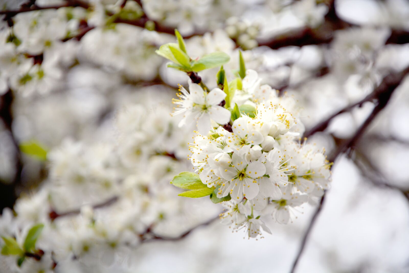 Nikon D5200 sample photo. Spring, cherry blossoms, branch photography