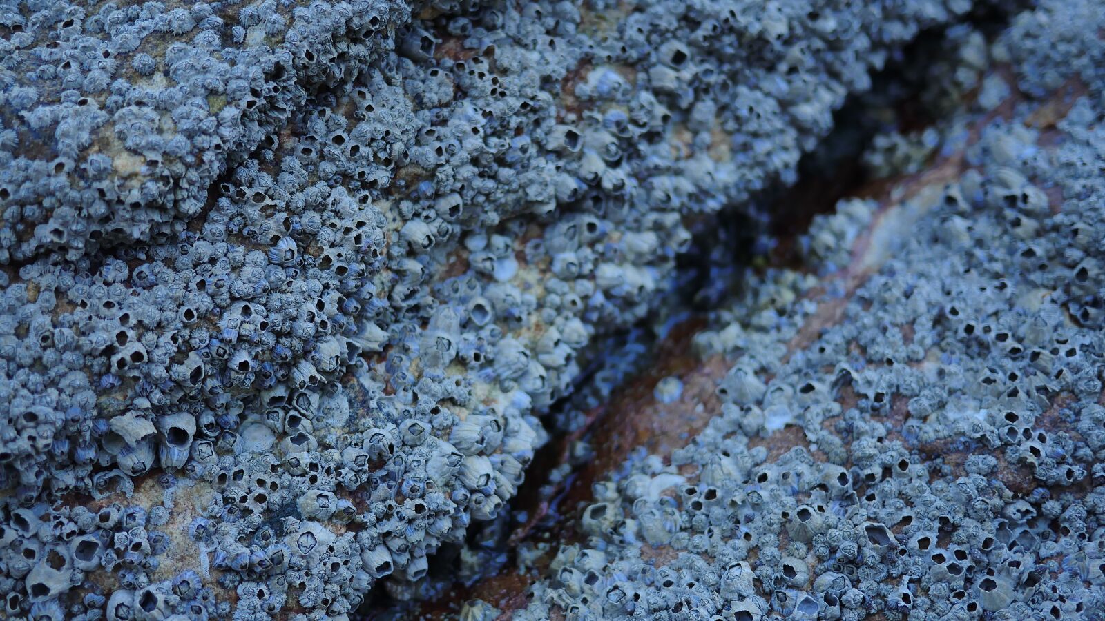 Panasonic Lumix DMC-GH4 sample photo. Sea, mussels, rock photography