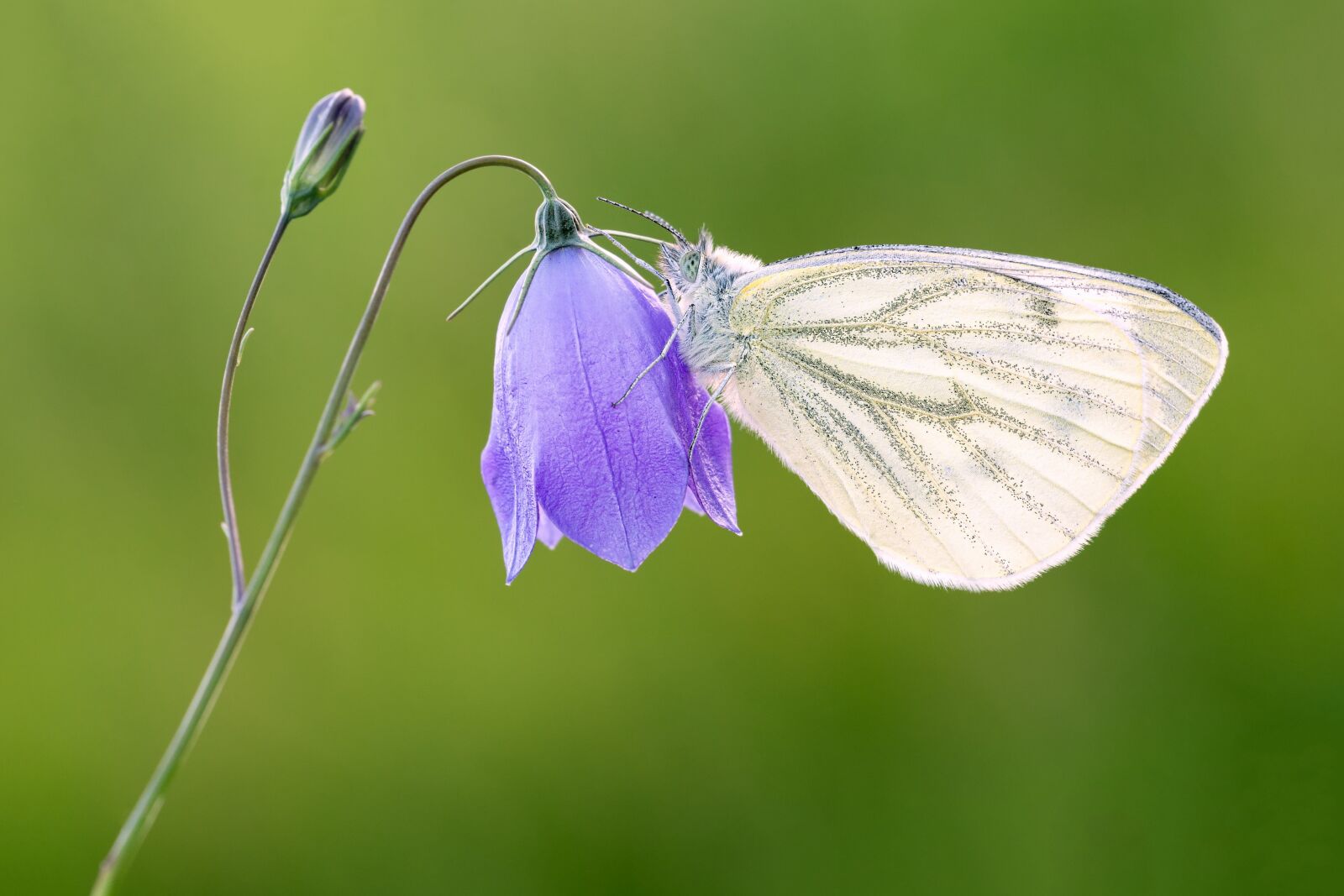 Nikon D7100 sample photo. White ling, butterfly, macro photography