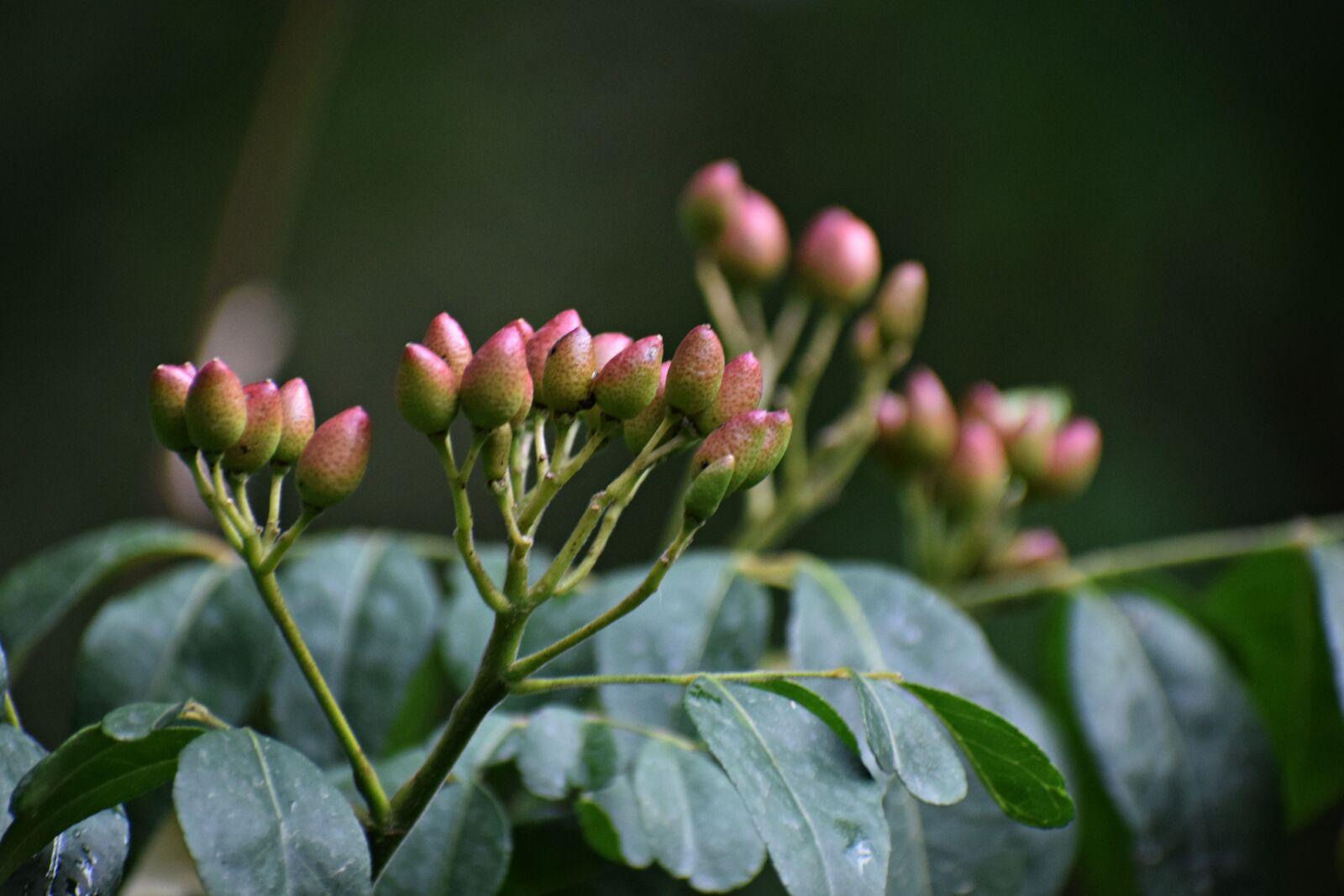 Nikon D3300 sample photo. Curry patta, fruits, plant photography