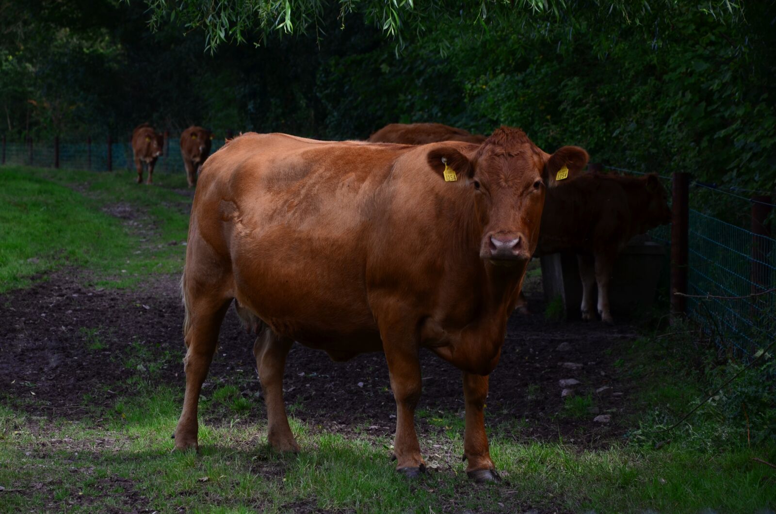Nikon D7000 sample photo. Cow, mammal, agriculture photography
