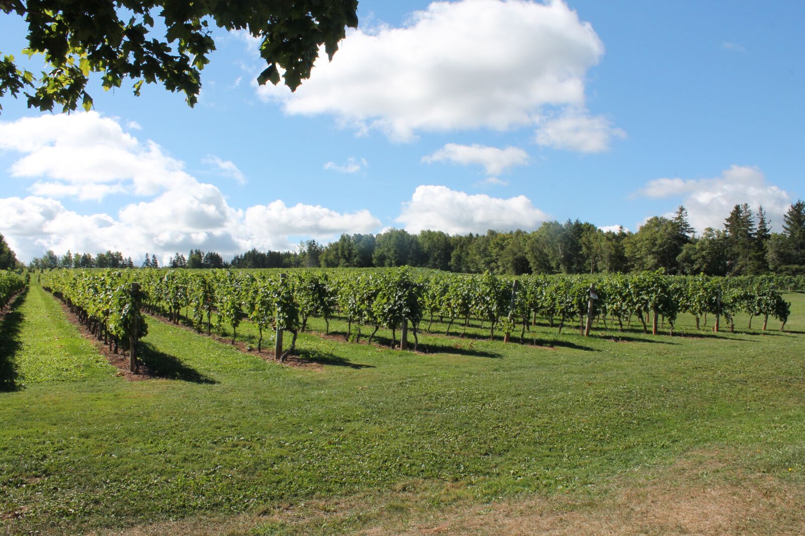 Canon EOS 1100D (EOS Rebel T3 / EOS Kiss X50) sample photo. Vineyard, grapes, vine photography
