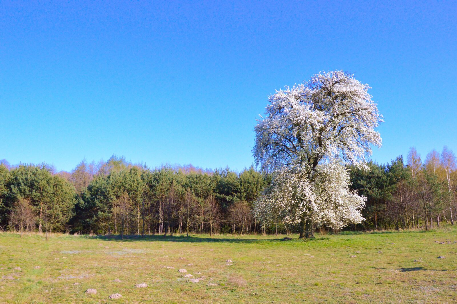 Nikon D3200 sample photo. Pear tree, pear, tree photography