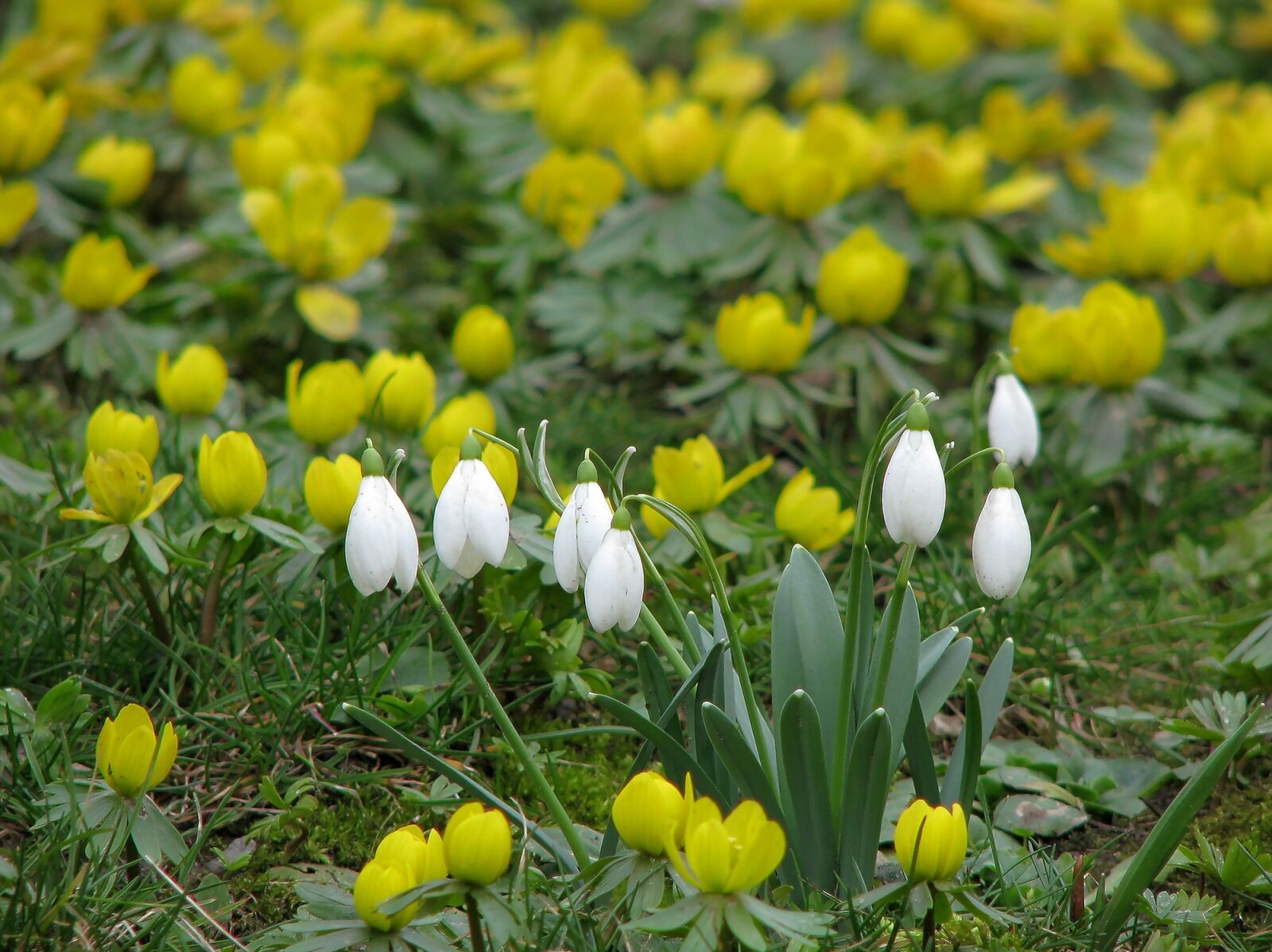 Canon POWERSHOT S5 IS sample photo. Snowdrops, yellow, white photography