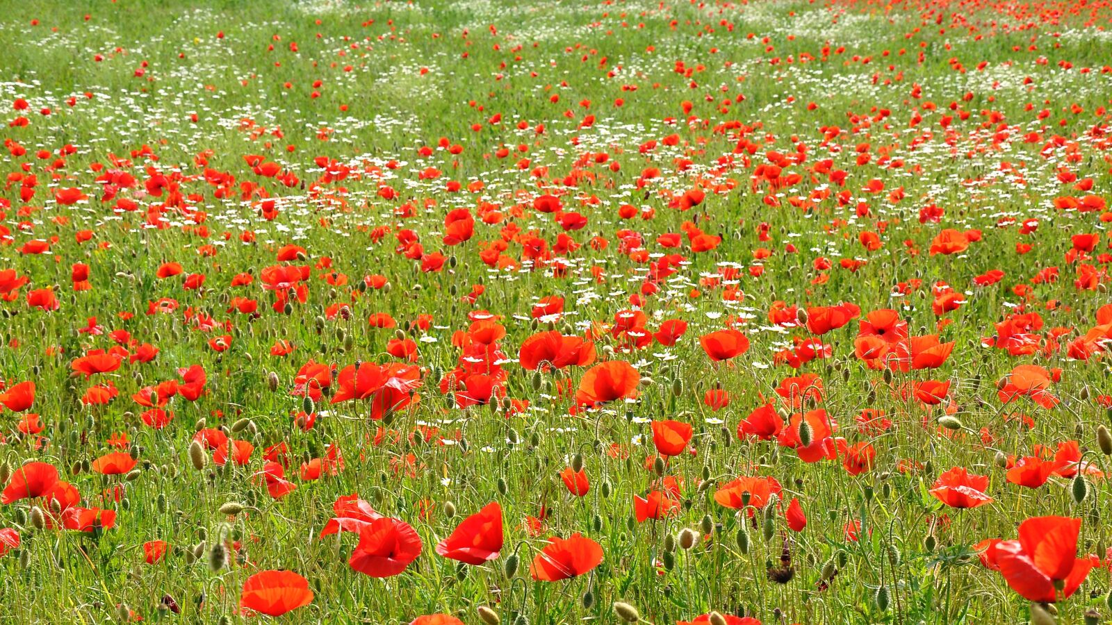 Nikon D90 sample photo. Spring, nature, poppy photography